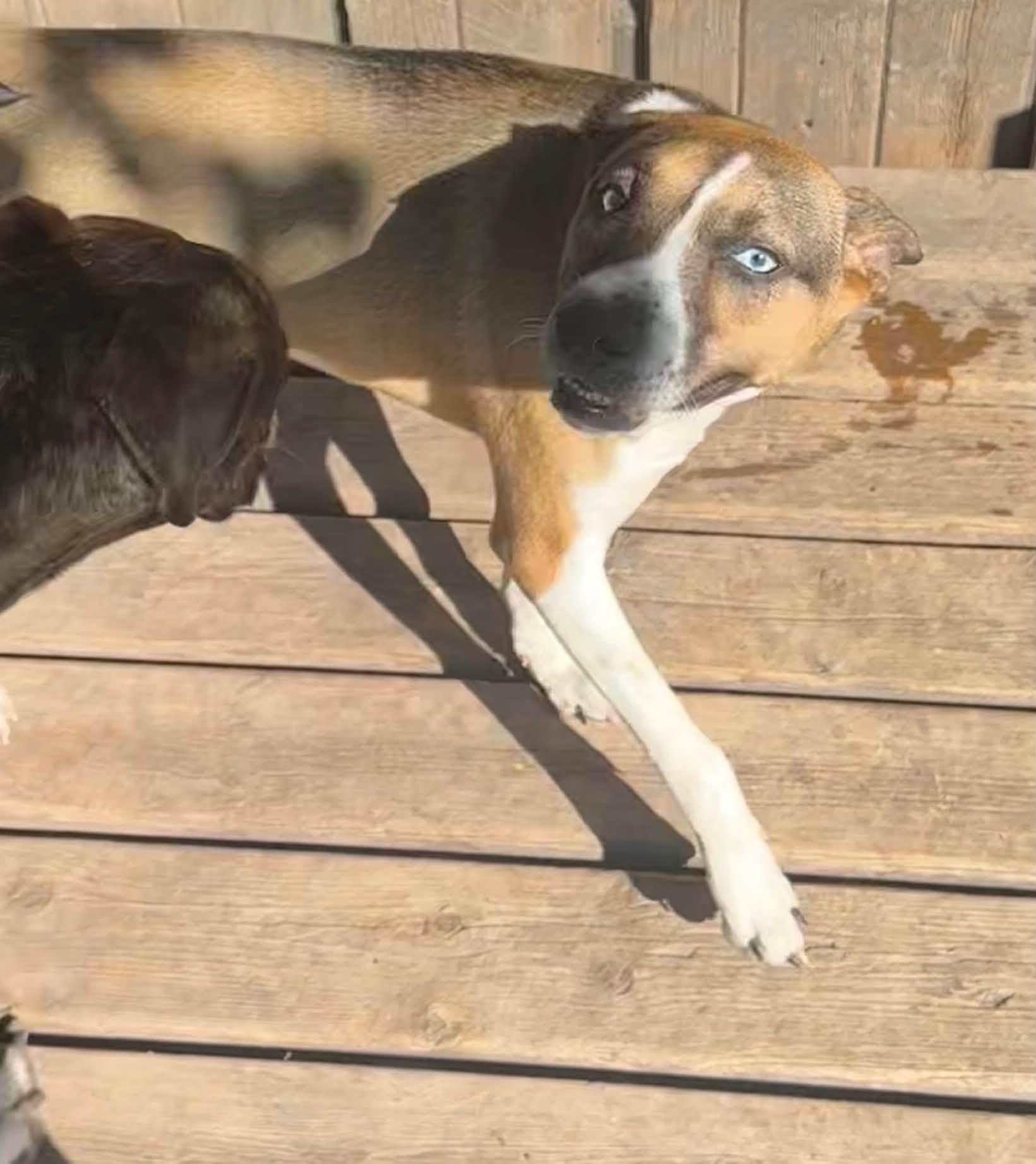 Enlarge Opal, a Adoptable mixed breed in Winnipeg, MB image 2/6