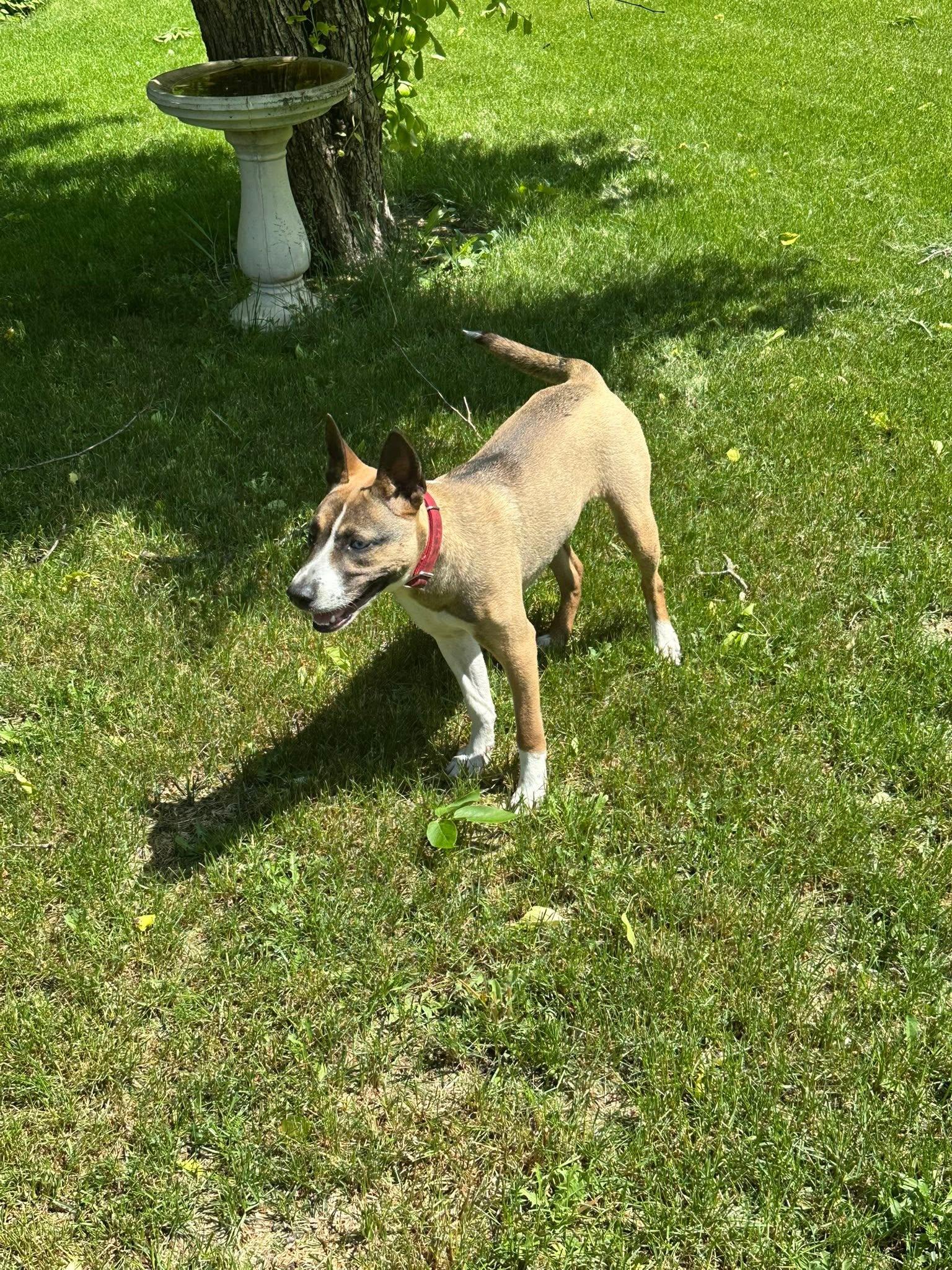 Enlarge Opal, an adoptable mixed breed in Winnipeg, MB image 3/3