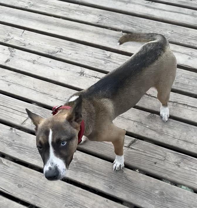Robin, an adoptable mixed breed in Winnipeg, MB image 2/4