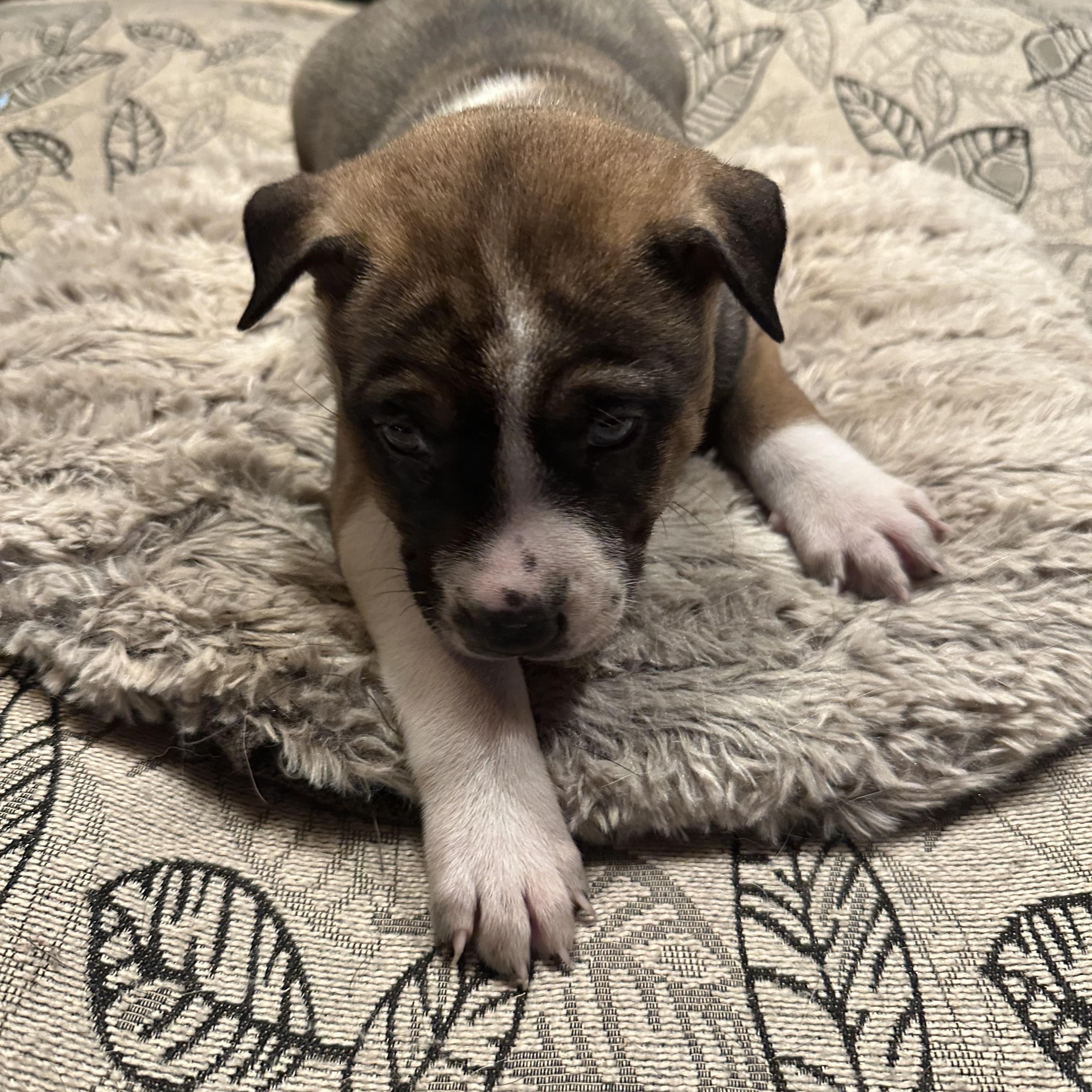 Robin, Adoptable, Puppy Female German Shepherd Dog.