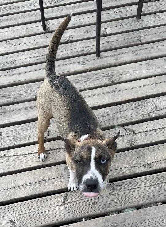 Robin, an adoptable mixed breed in Winnipeg, MB image 3/4