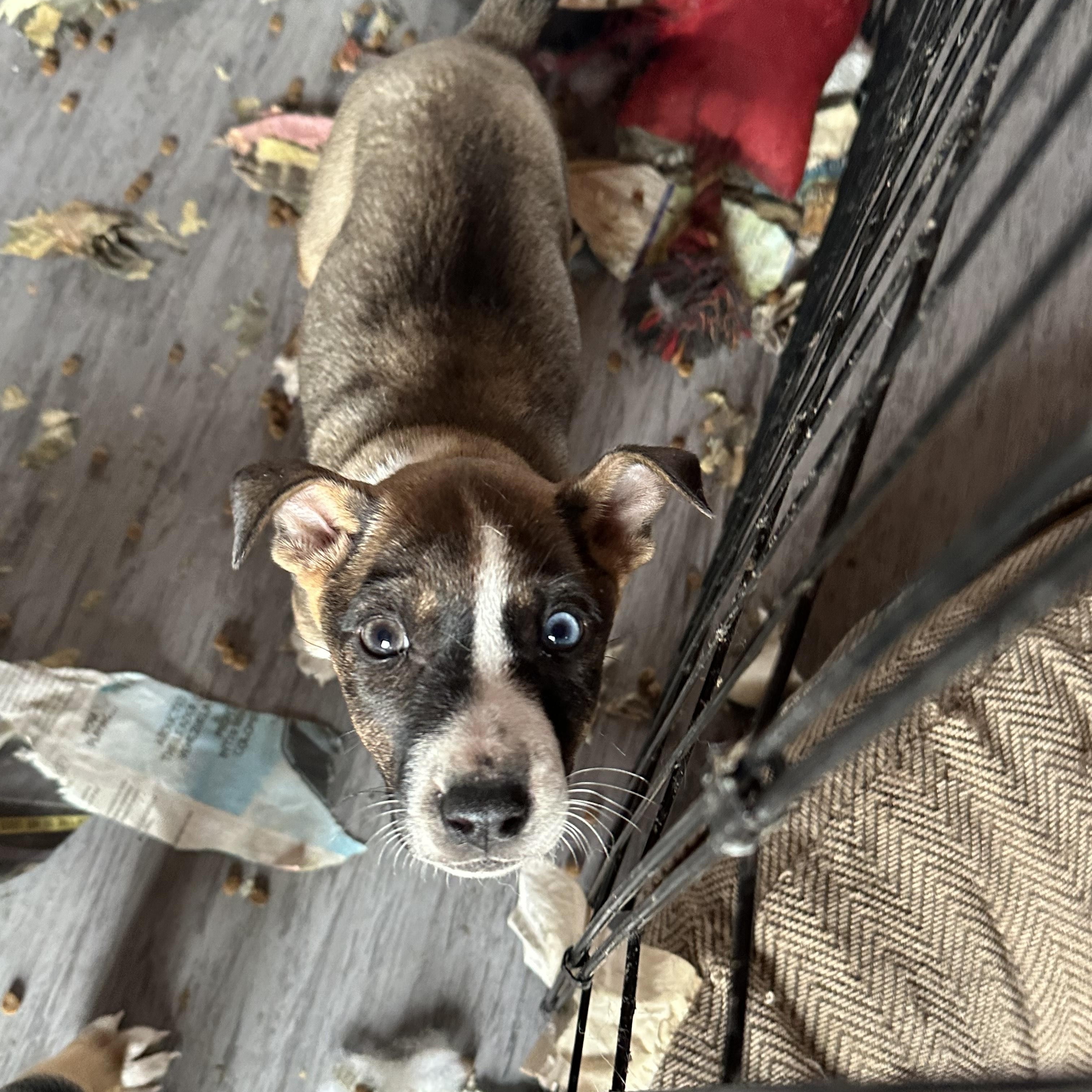 Enlarge Robin, a Adoptable mixed breed in Winnipeg, MB image 2/5