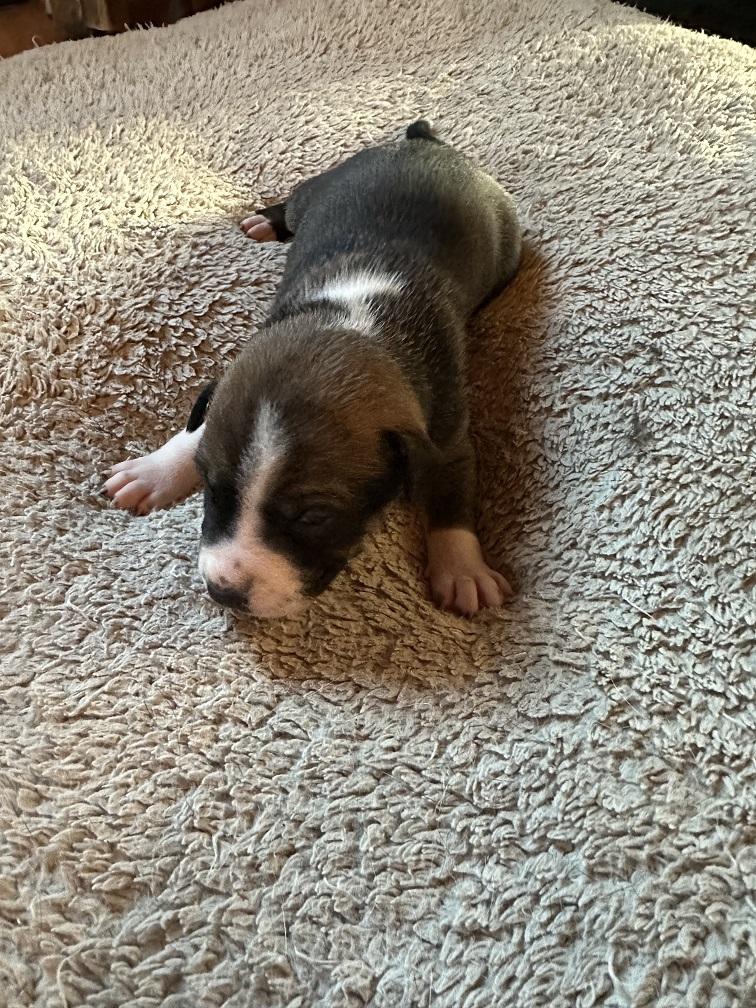 Enlarge Robin, a Adoptable mixed breed in Winnipeg, MB image 1/1