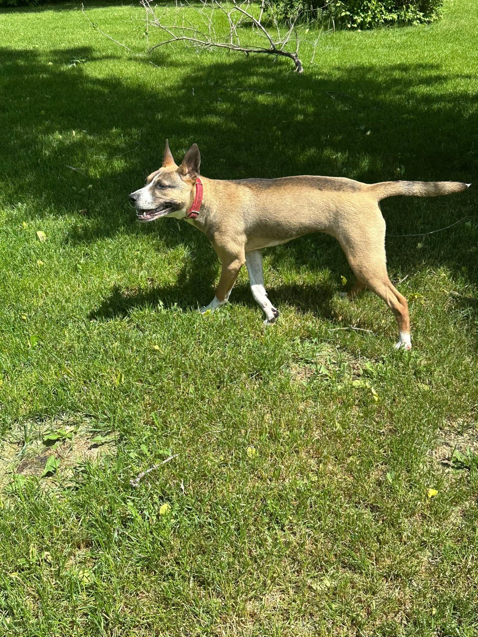 Enlarge Opal, an adoptable mixed breed in Winnipeg, MB image 2/3