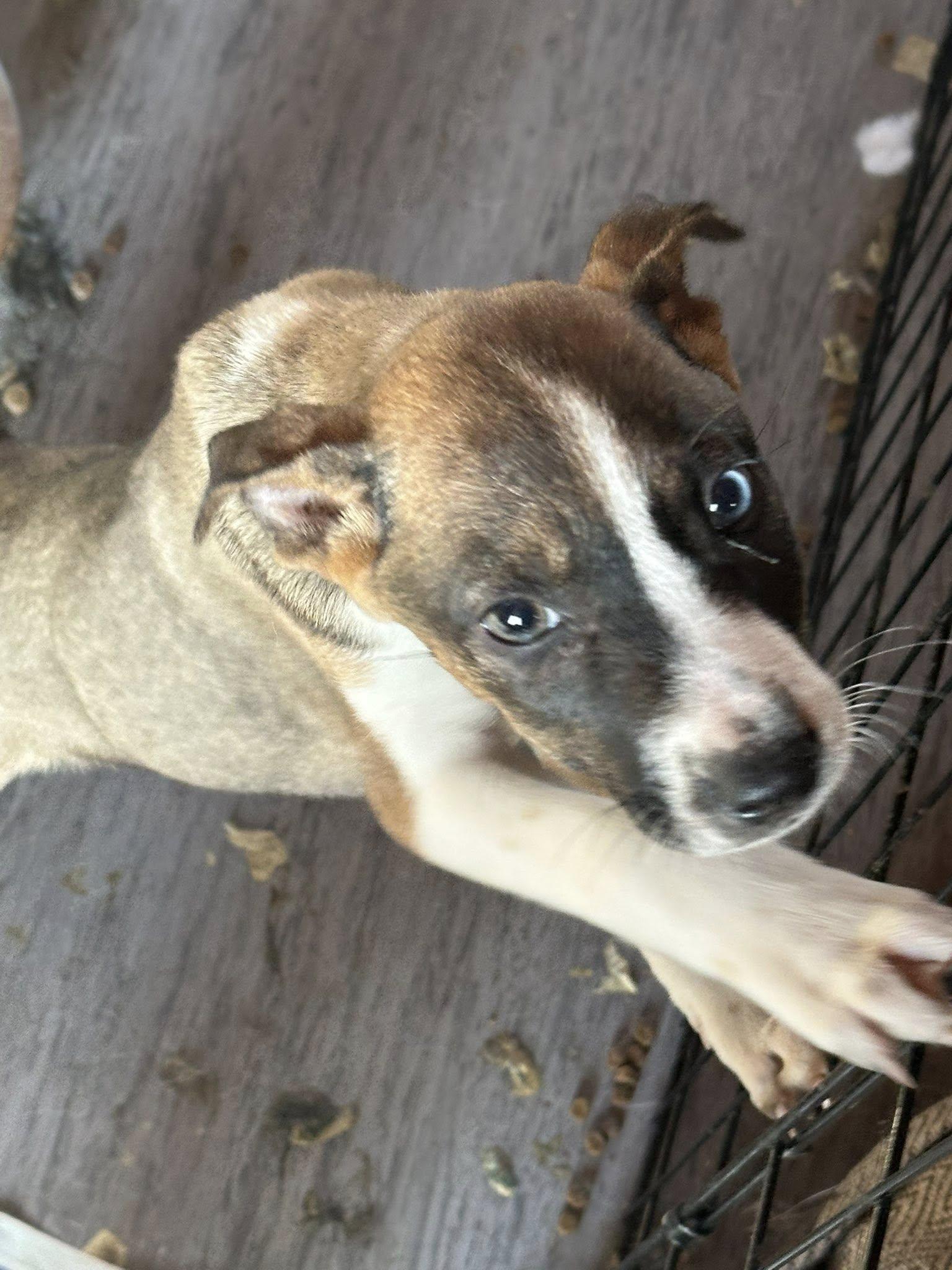 Robin, Adoptable, Puppy Female German Shepherd Dog.