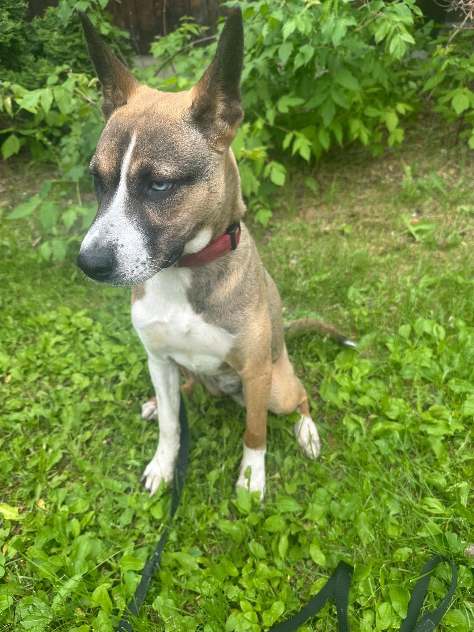 Opal, adoptable, Young Female German Shepherd Dog.