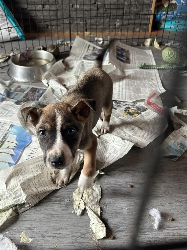 Enlarge Robin, a Adoptable mixed breed in Winnipeg, MB image 3/5