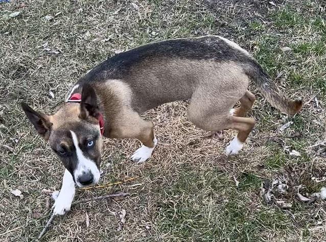 Robin, an adoptable mixed breed in Winnipeg, MB image 4/4