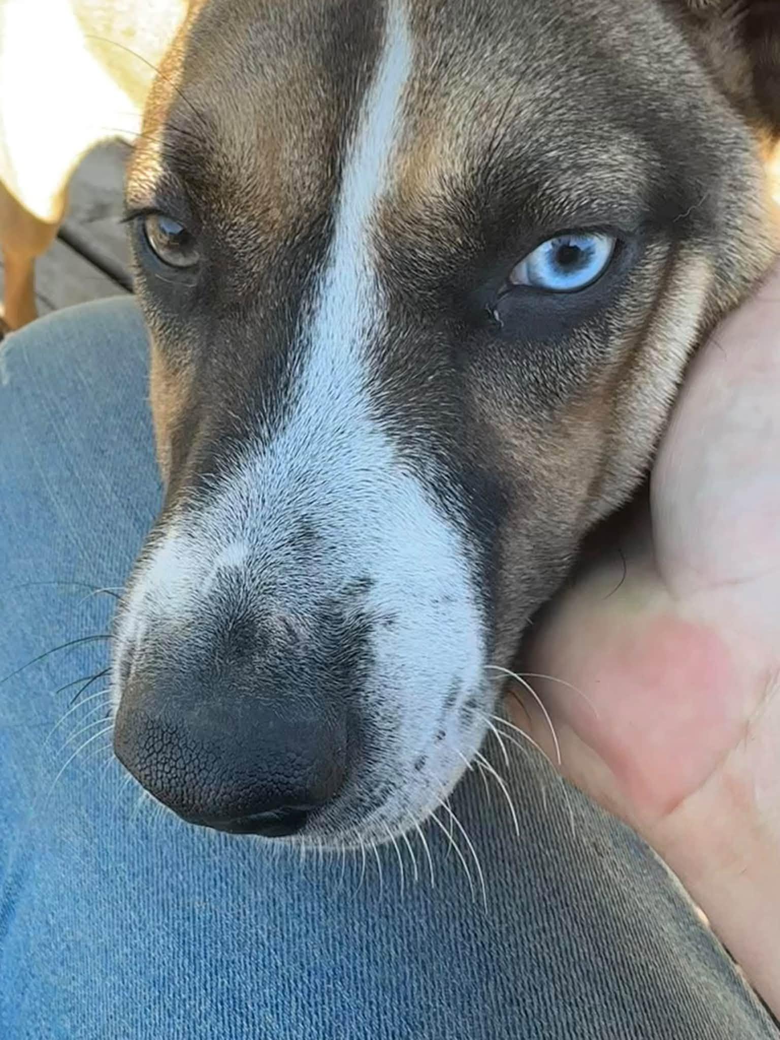 Enlarge Opal, a Adoptable mixed breed in Winnipeg, MB image 1/6