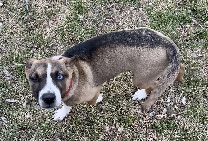 Robin, adoptable, Young Female German Shepherd Dog.
