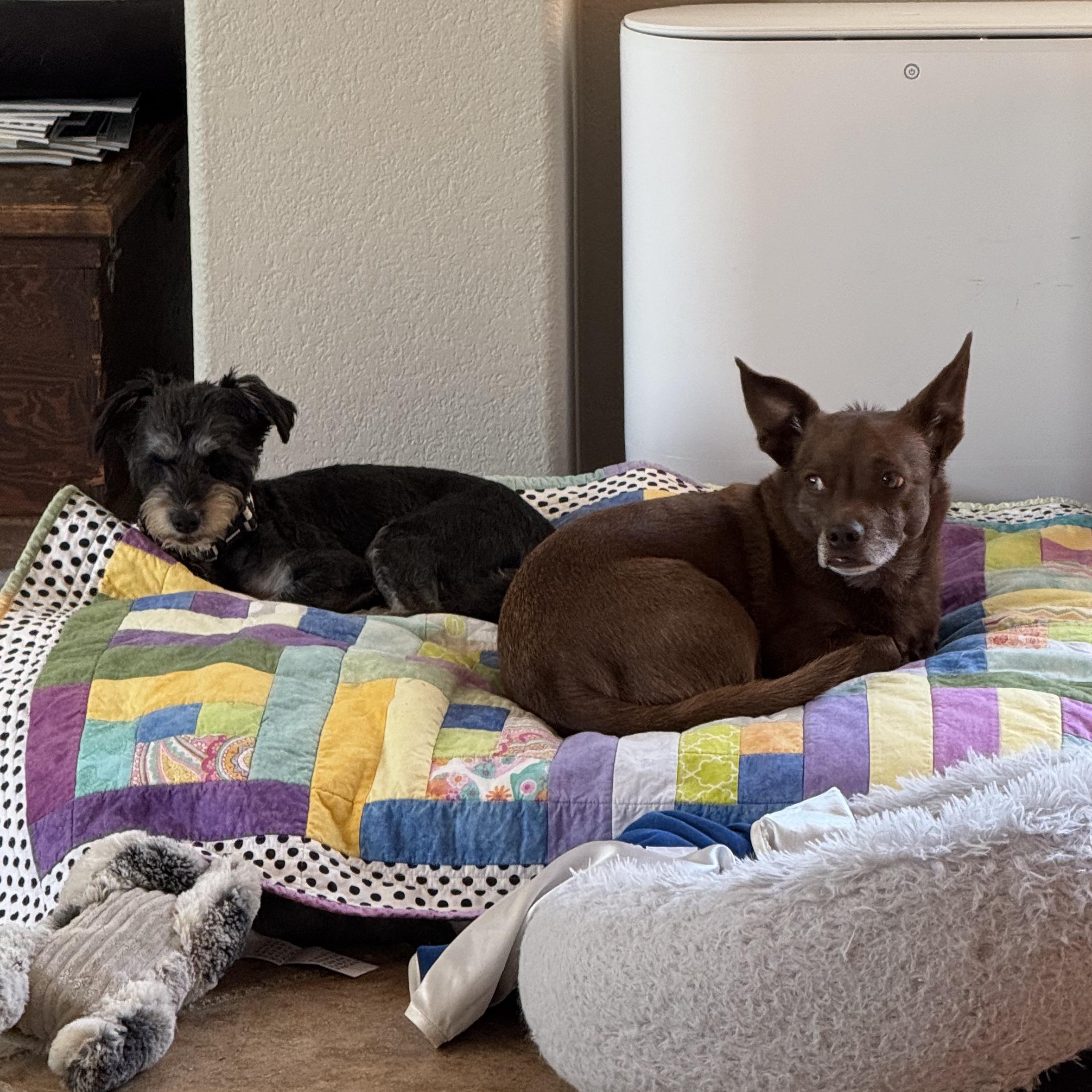 Enlarge Wheels, a ADOPTABLE Mixed Breed in Los Angeles, CA image 3/5