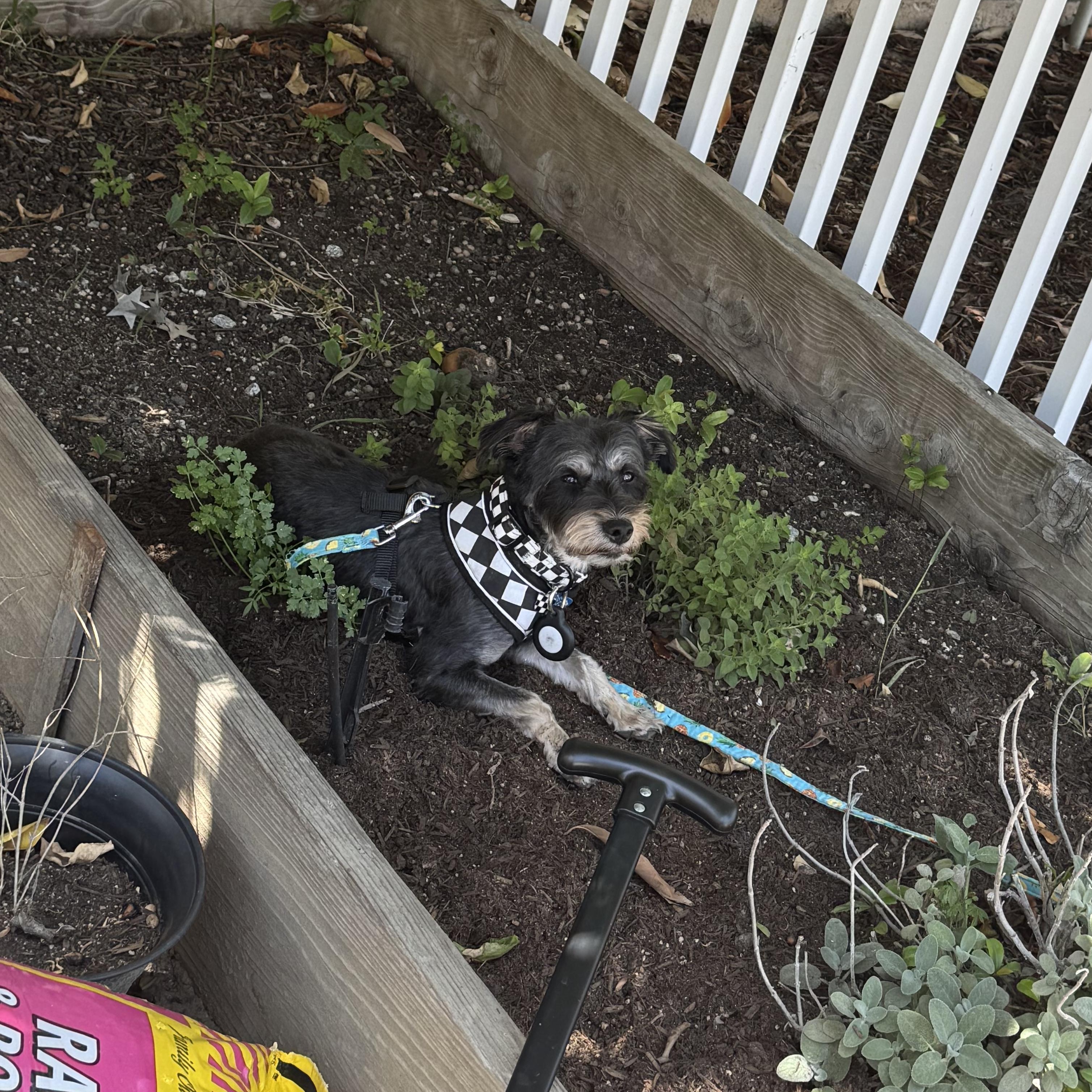 Enlarge Wheels, a ADOPTABLE Mixed Breed in Los Angeles, CA image 4/5