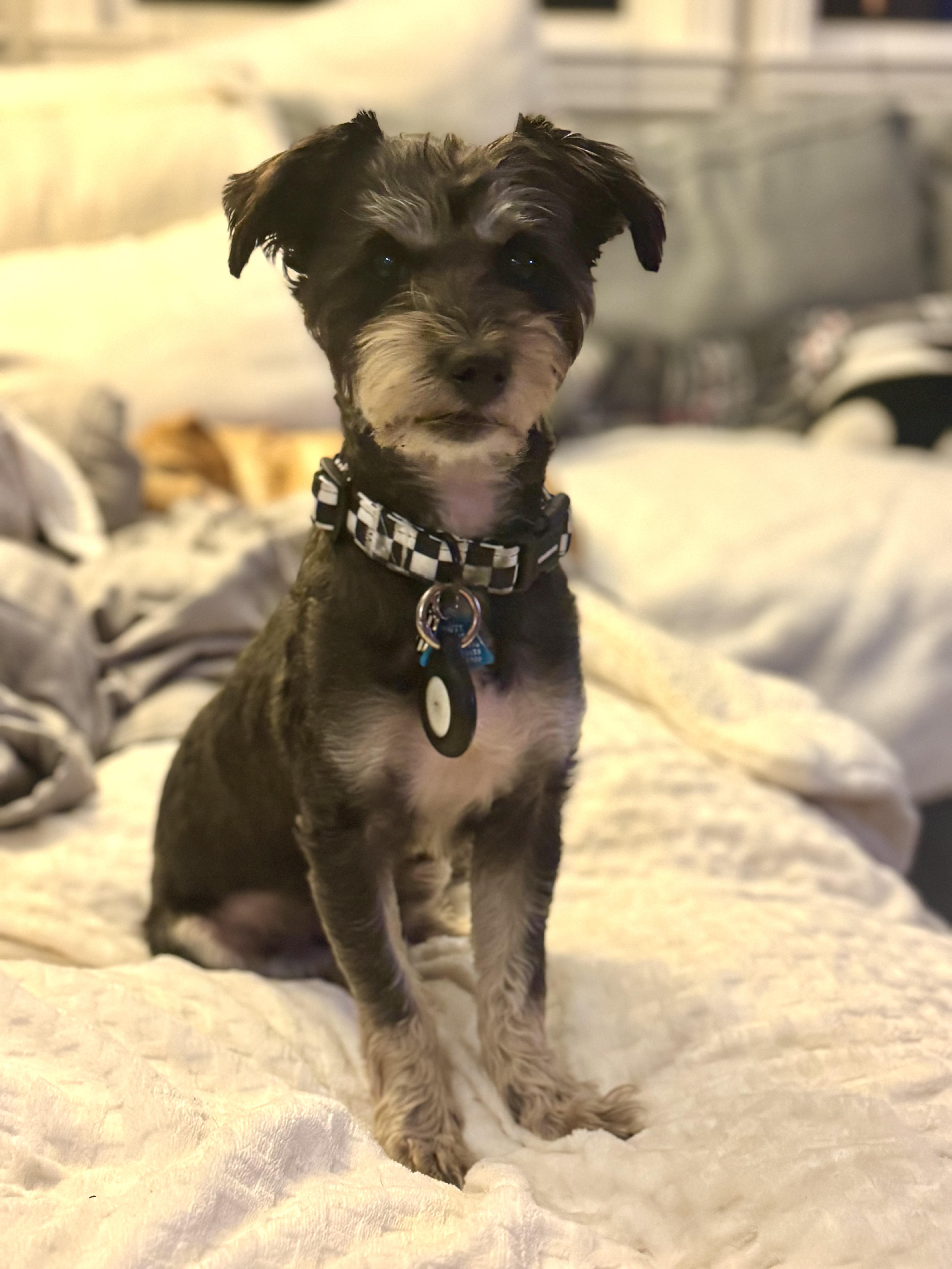 Enlarge Wheels, a ADOPTABLE Mixed Breed in Los Angeles, CA image 1/5