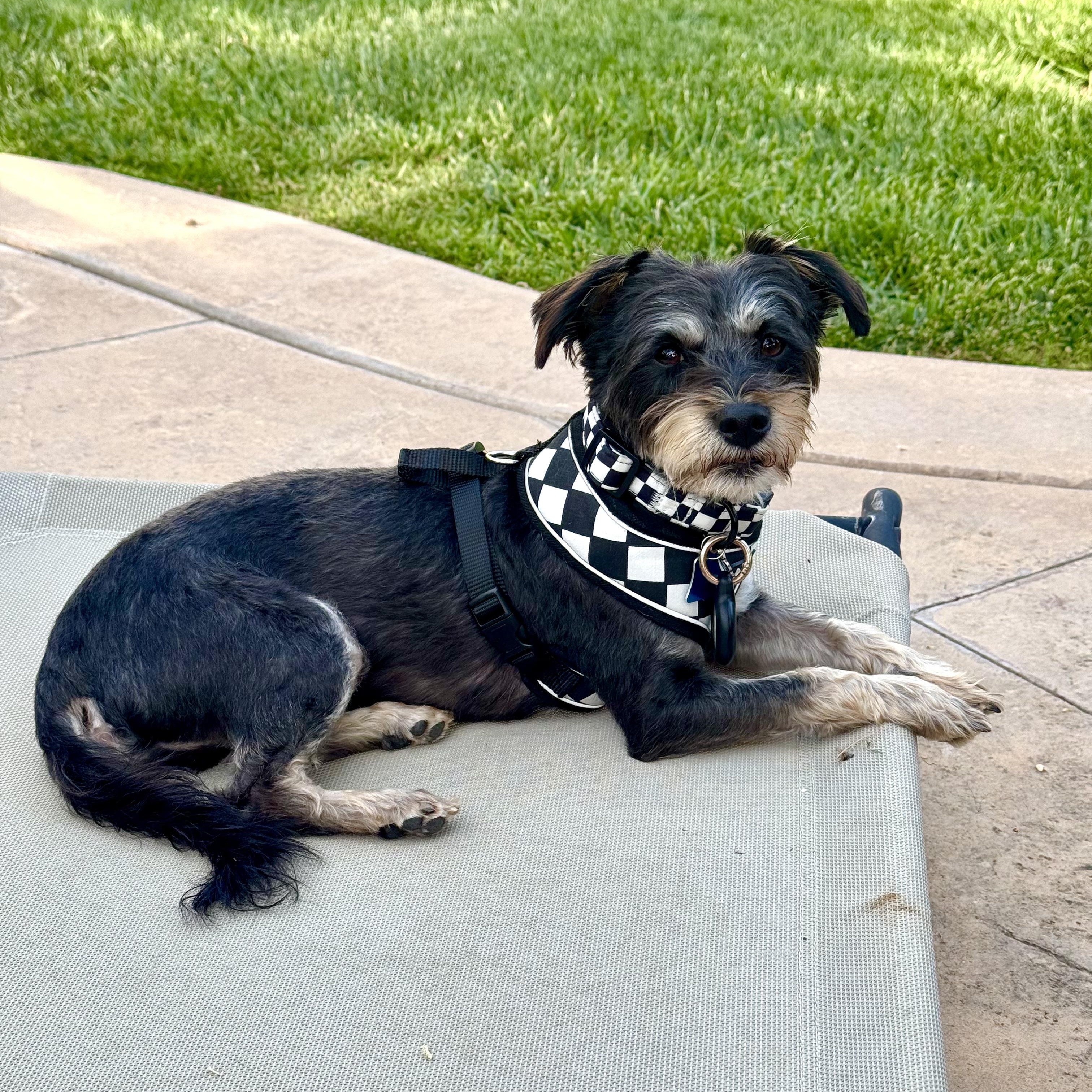 Enlarge Wheels, a ADOPTABLE Mixed Breed in Los Angeles, CA image 2/5