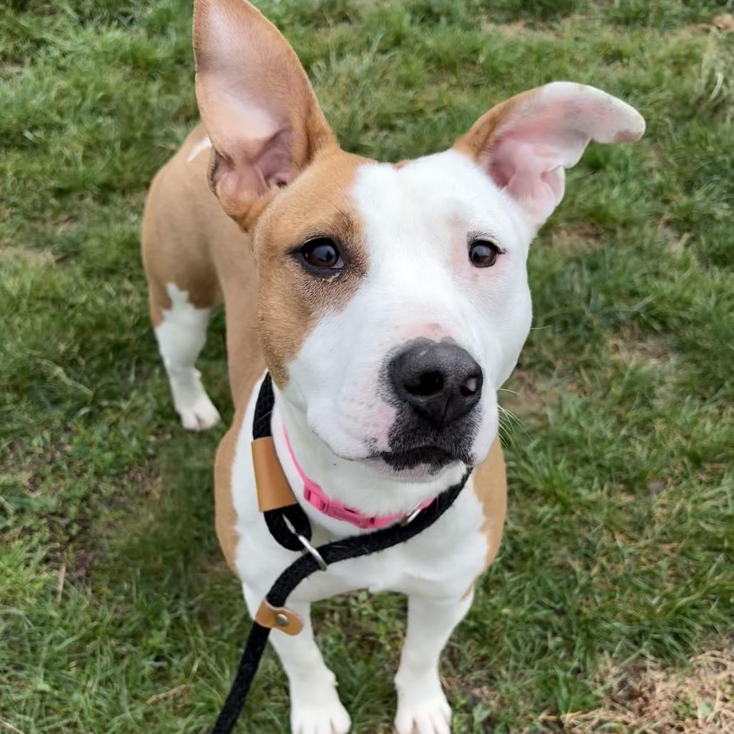 Sadie, Adoptable, Young Female Pit Bull Terrier.