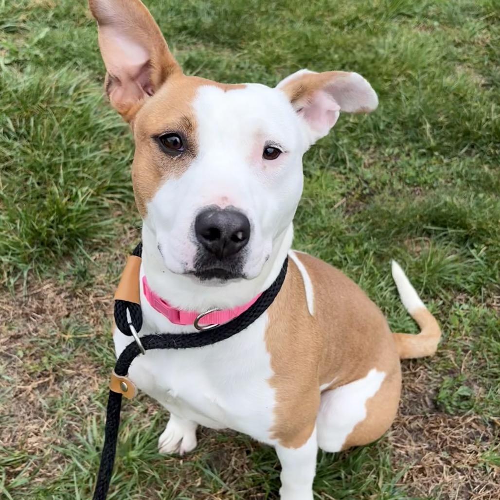 Enlarge Sadie, a Adoptable Pit Bull Terrier in St Joseph, MO image 2/5
