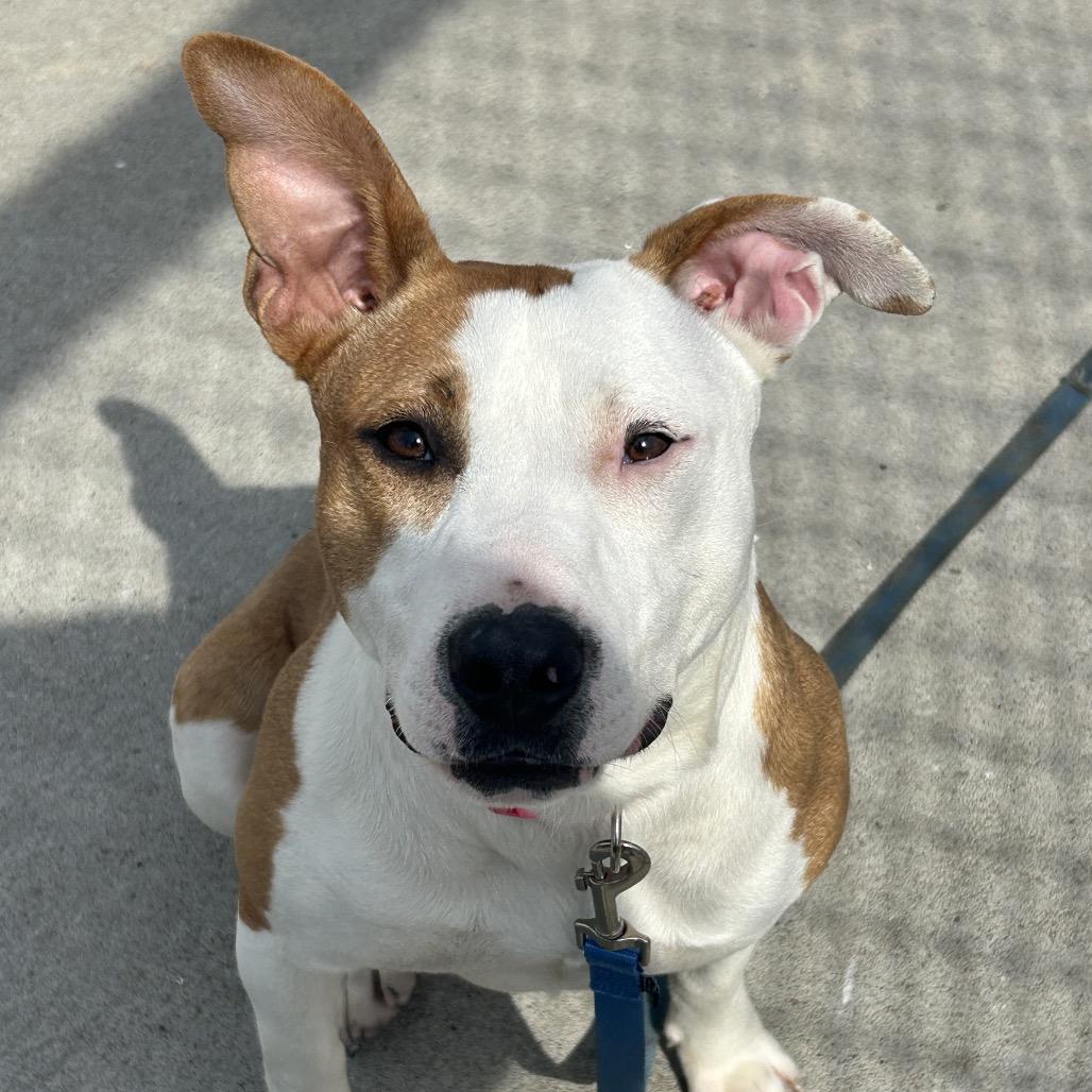 Enlarge Sadie, a Adoptable Pit Bull Terrier in St Joseph, MO image 3/5