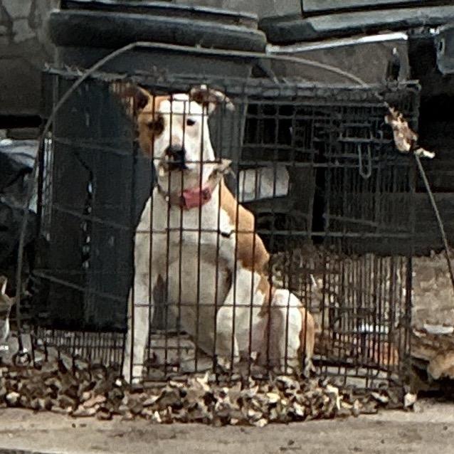 Enlarge Sadie, a Adoptable Pit Bull Terrier in St Joseph, MO image 4/5
