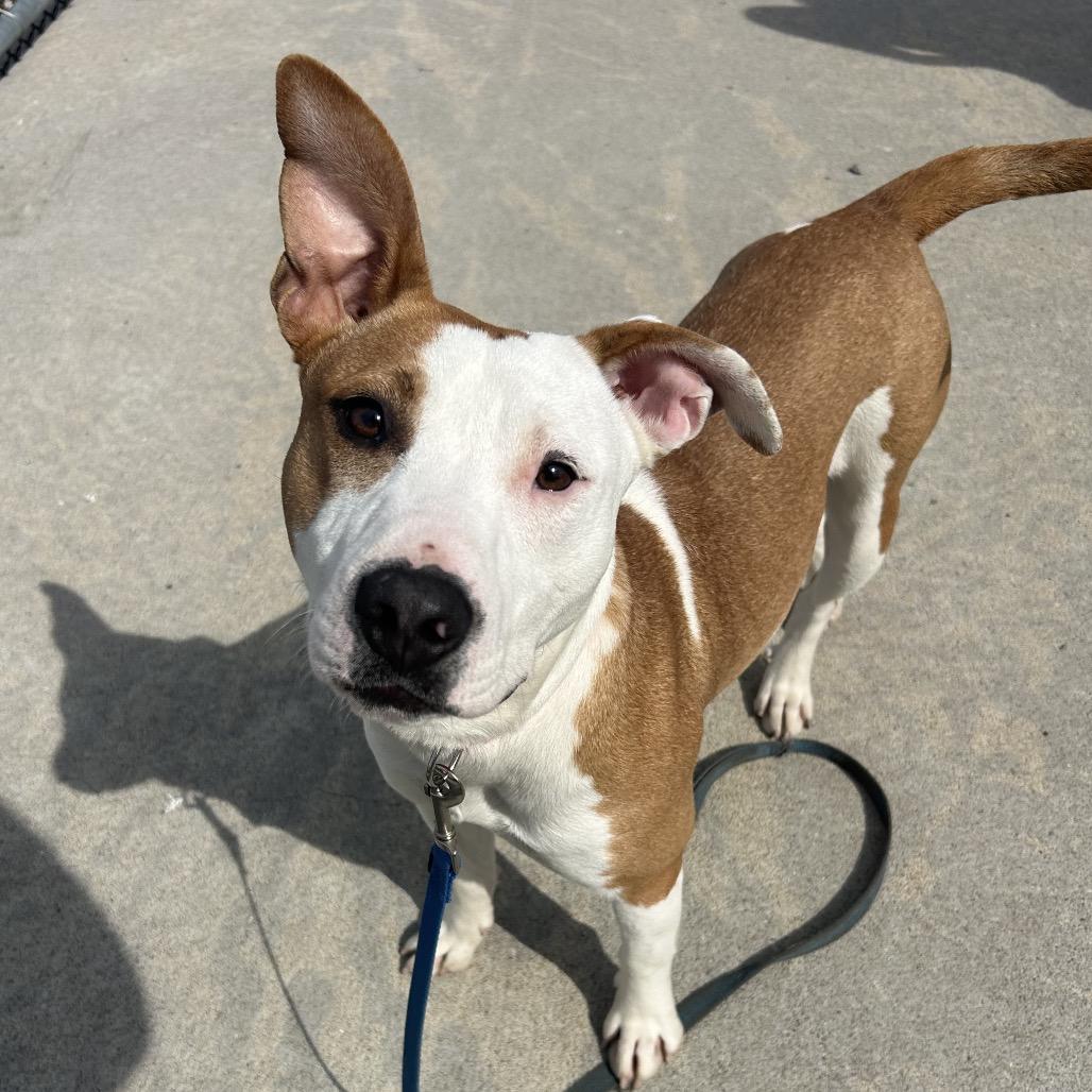 Enlarge Sadie, a Adoptable Pit Bull Terrier in St Joseph, MO image 5/5