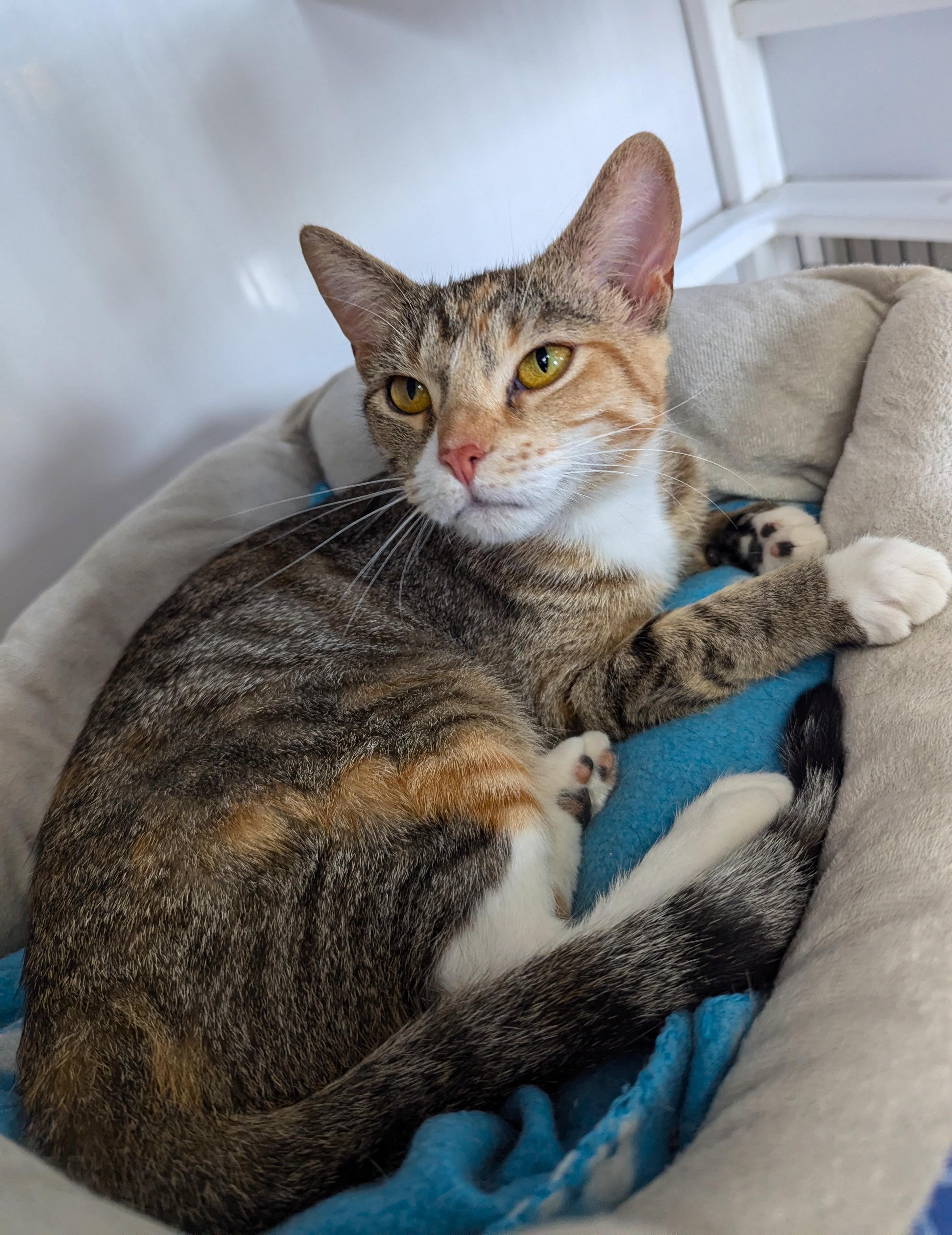 Jill, an adoptable Domestic Short Hair in Oconto, WI, 54153 | Photo Image 2