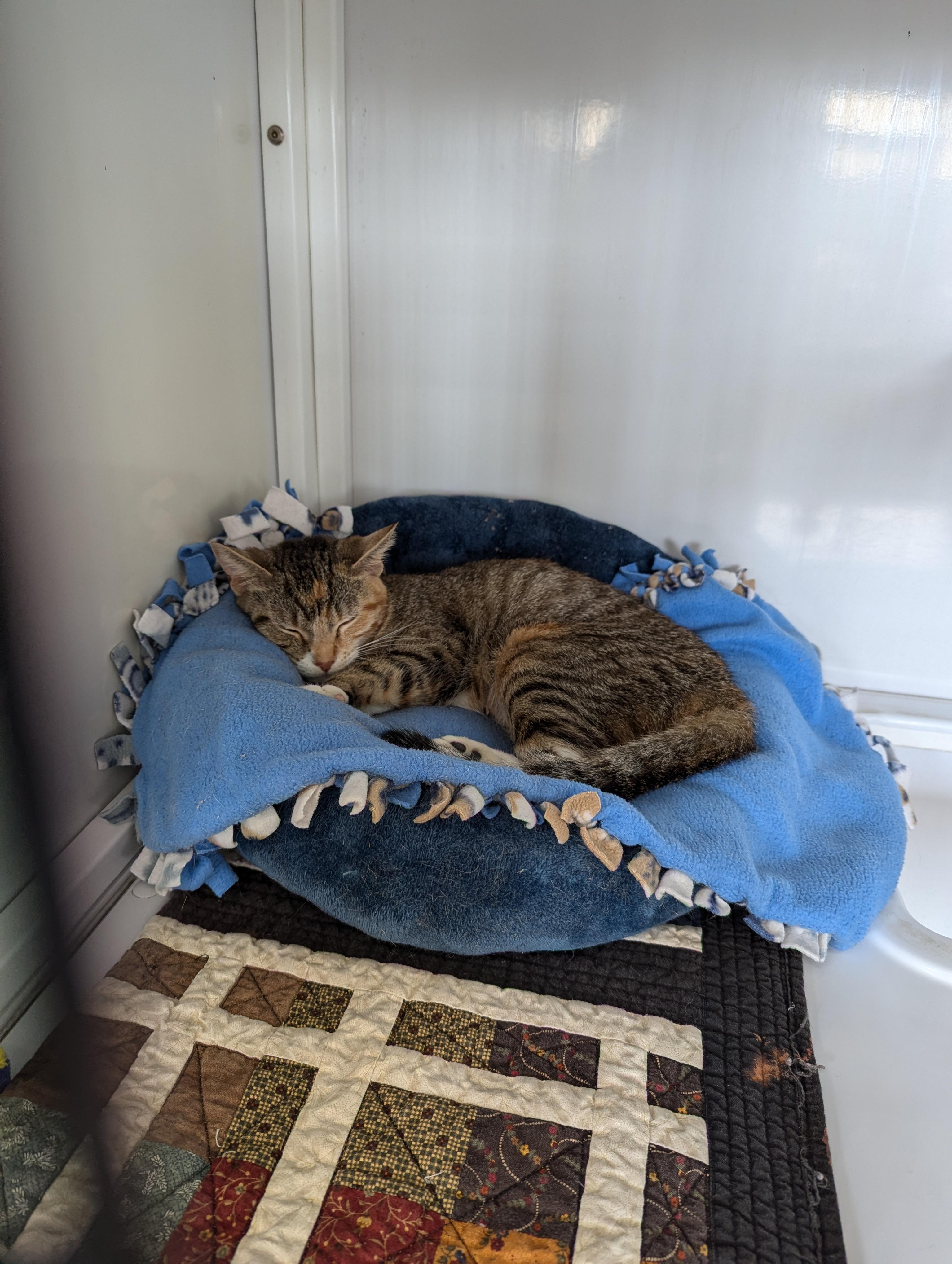Jill, an adoptable Domestic Short Hair in Oconto, WI, 54153 | Photo Image 2