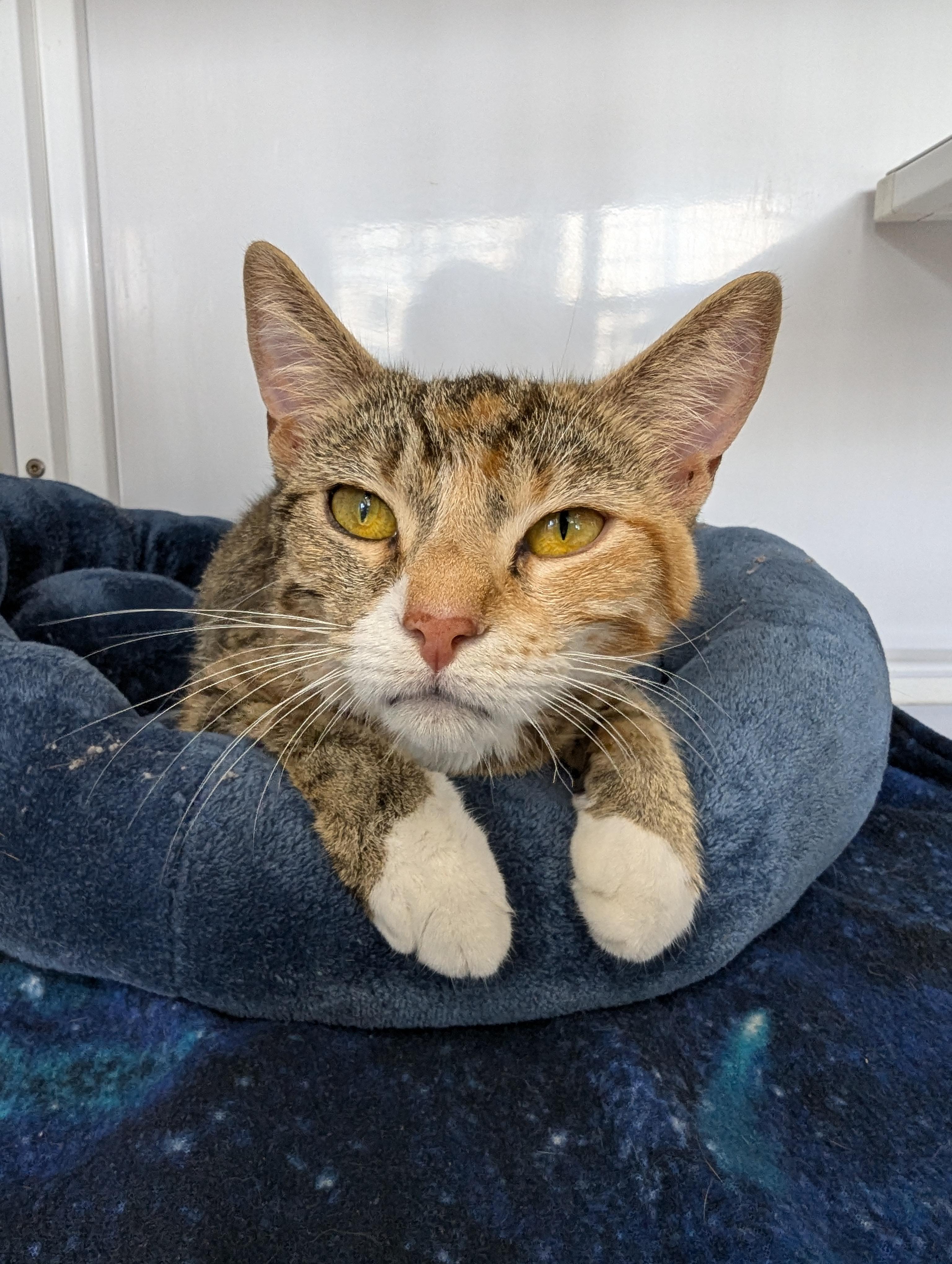 Jill, an adoptable Domestic Short Hair in Oconto, WI, 54153 | Photo Image 1