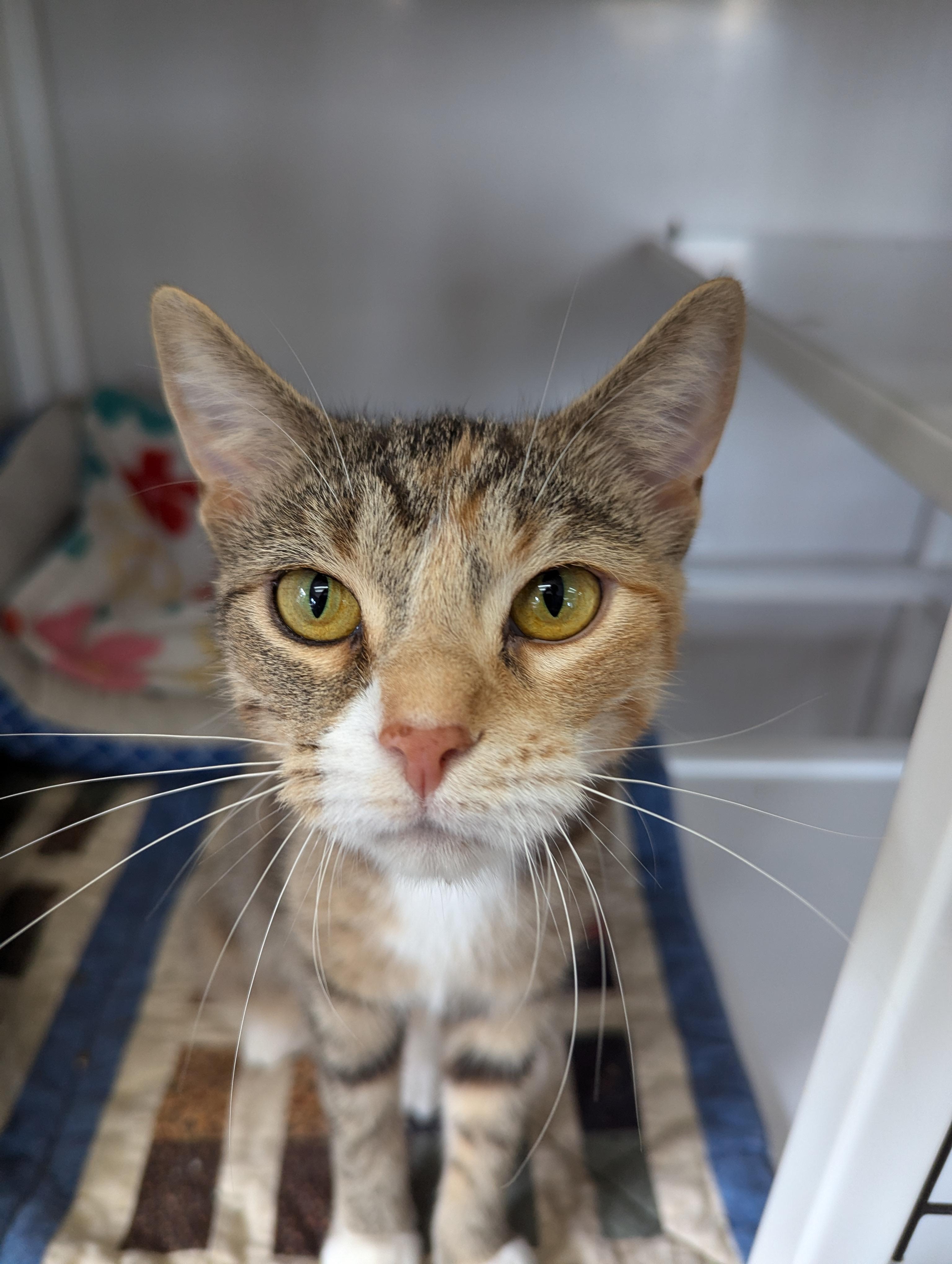 Jill, an adoptable Domestic Short Hair in Oconto, WI, 54153 | Photo Image 1
