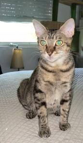 Enlarge Savannah, a Adopted mixed breed in Miami Beach, FL image 1/2