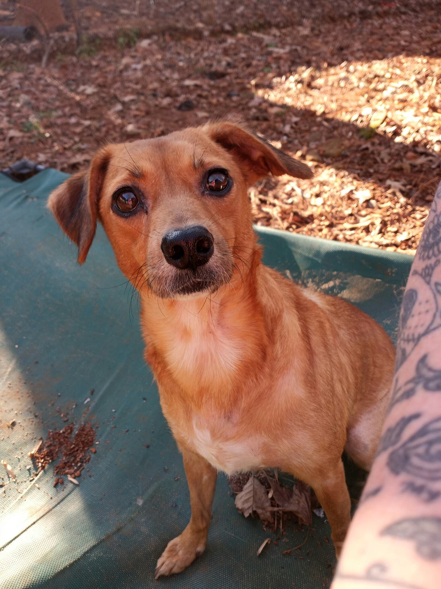 Lucy, an adoptable German Pinscher, Jack Russell Terrier in Lawrenceville, GA, 30046 | Photo Image 1