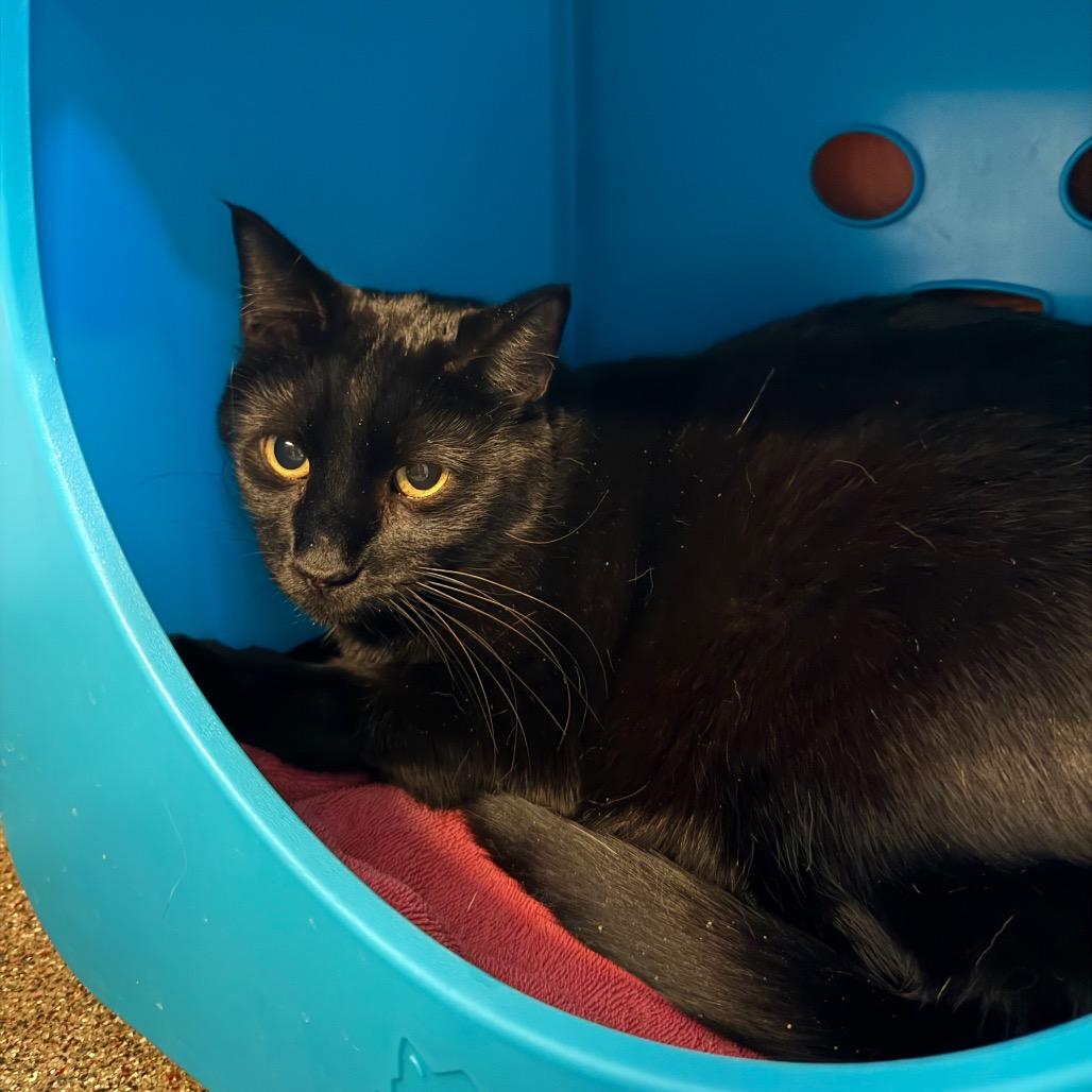 Peter, Adoptable, Adult Male Domestic Short Hair.