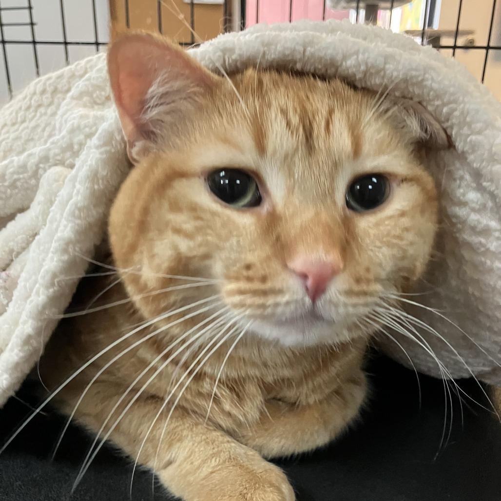 Barthalamew, Adoptable, Adult Male Domestic Short Hair.