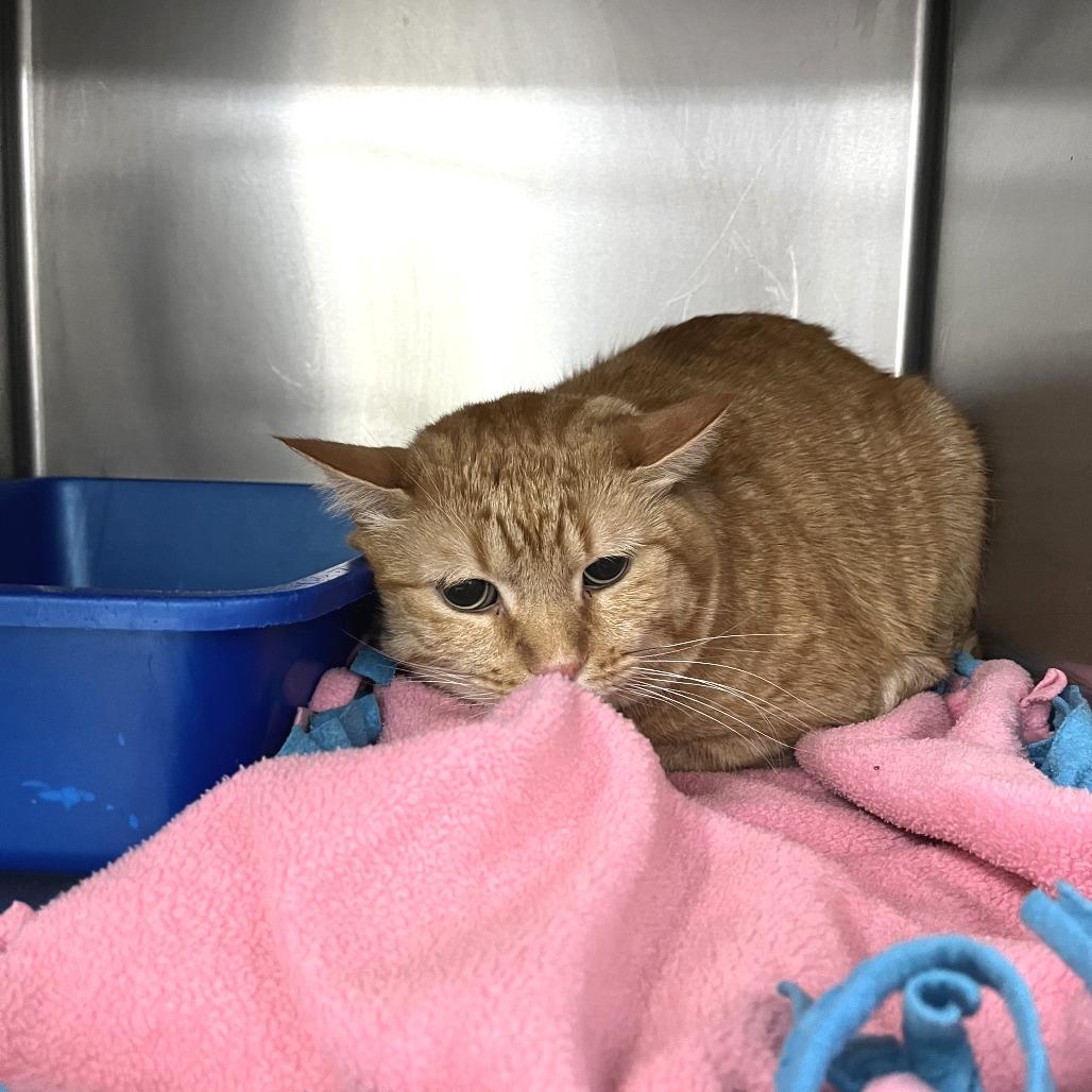 Barthalamew, Adoptable, Adult Male Domestic Short Hair.