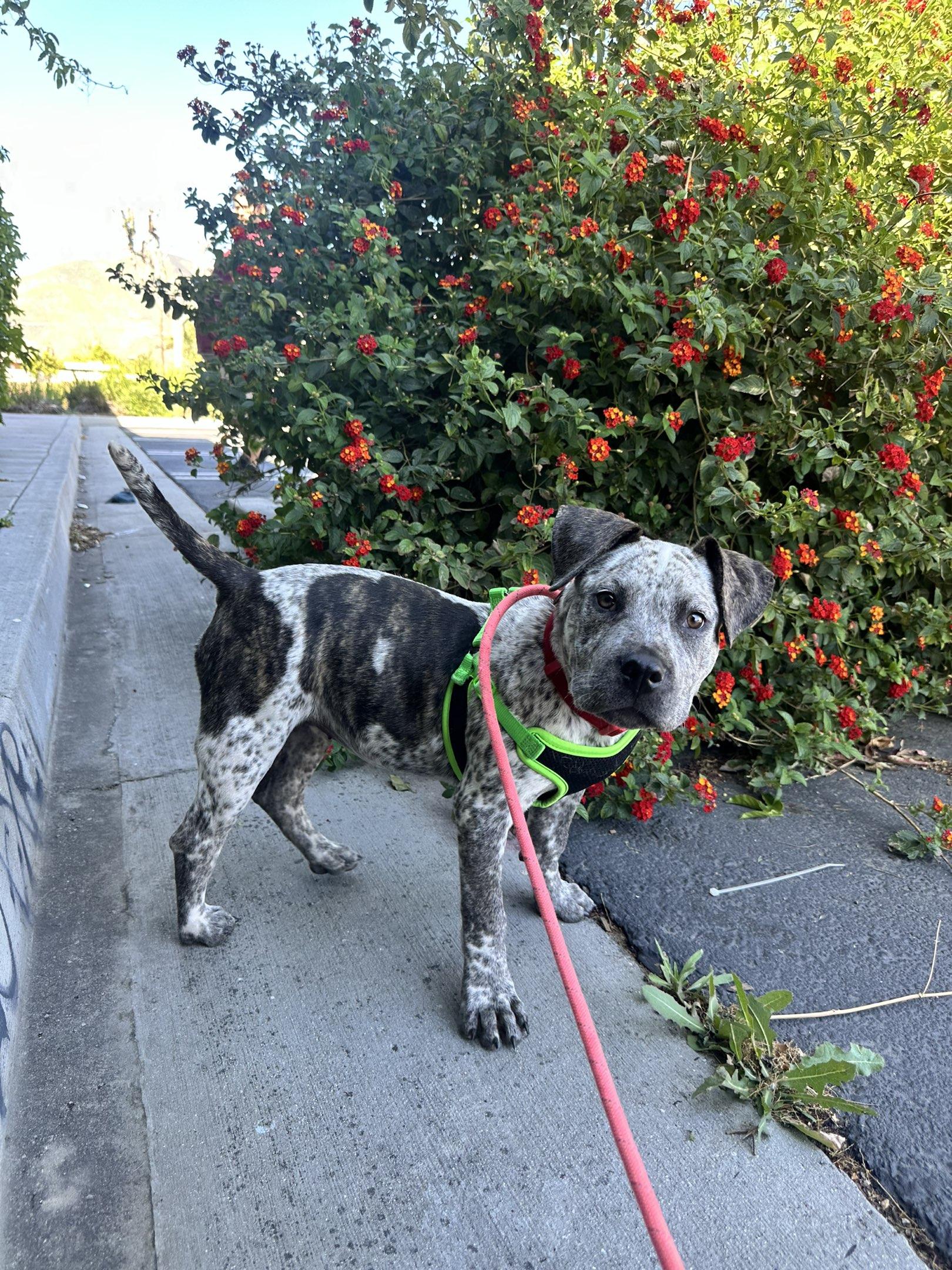 Dyna, ADOPTABLE, Puppy Female Mastiff & American Staffordshire Terrier.