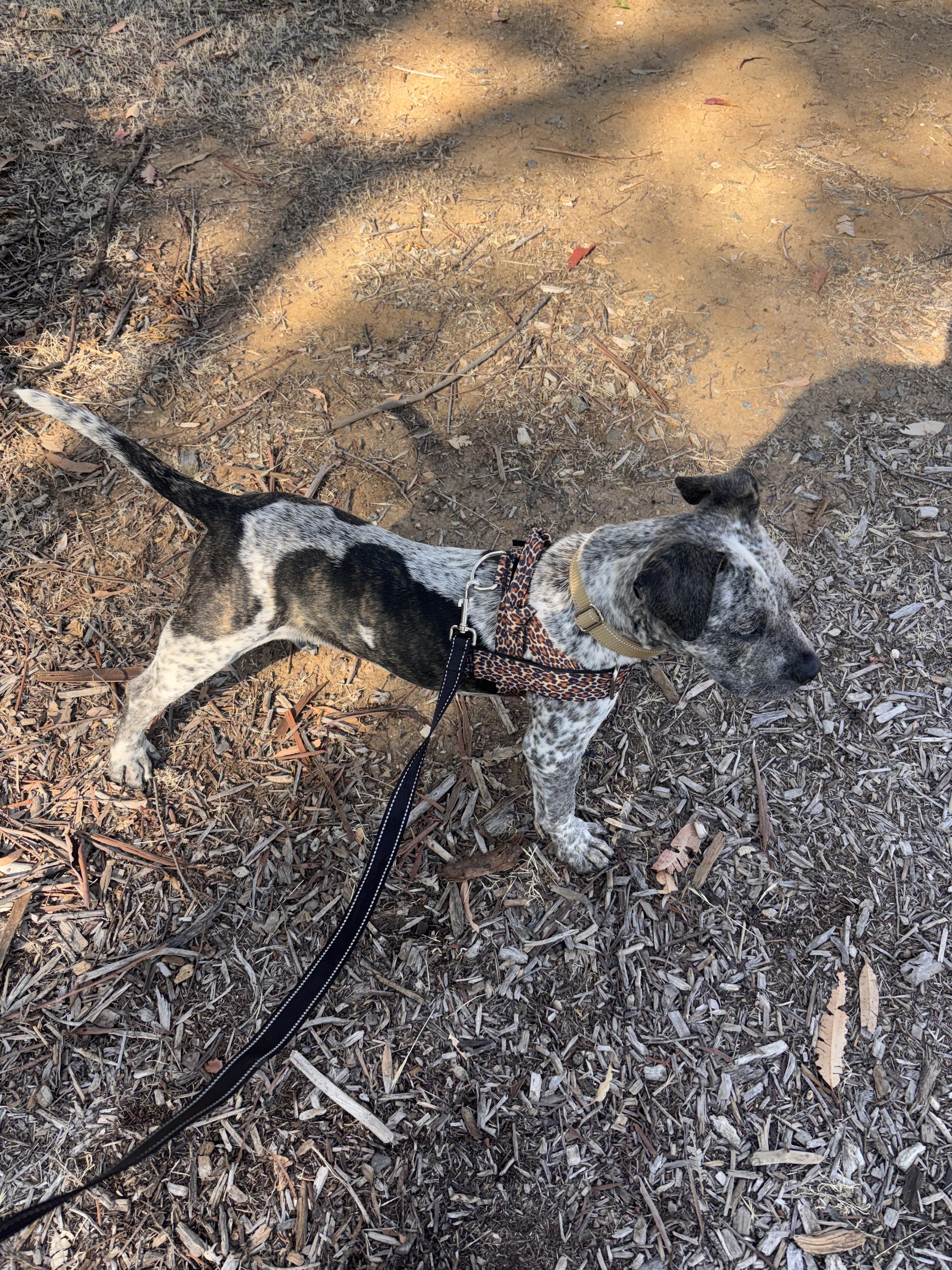 Enlarge Dyna, a ADOPTABLE mixed breed in Corona, CA image 2/5