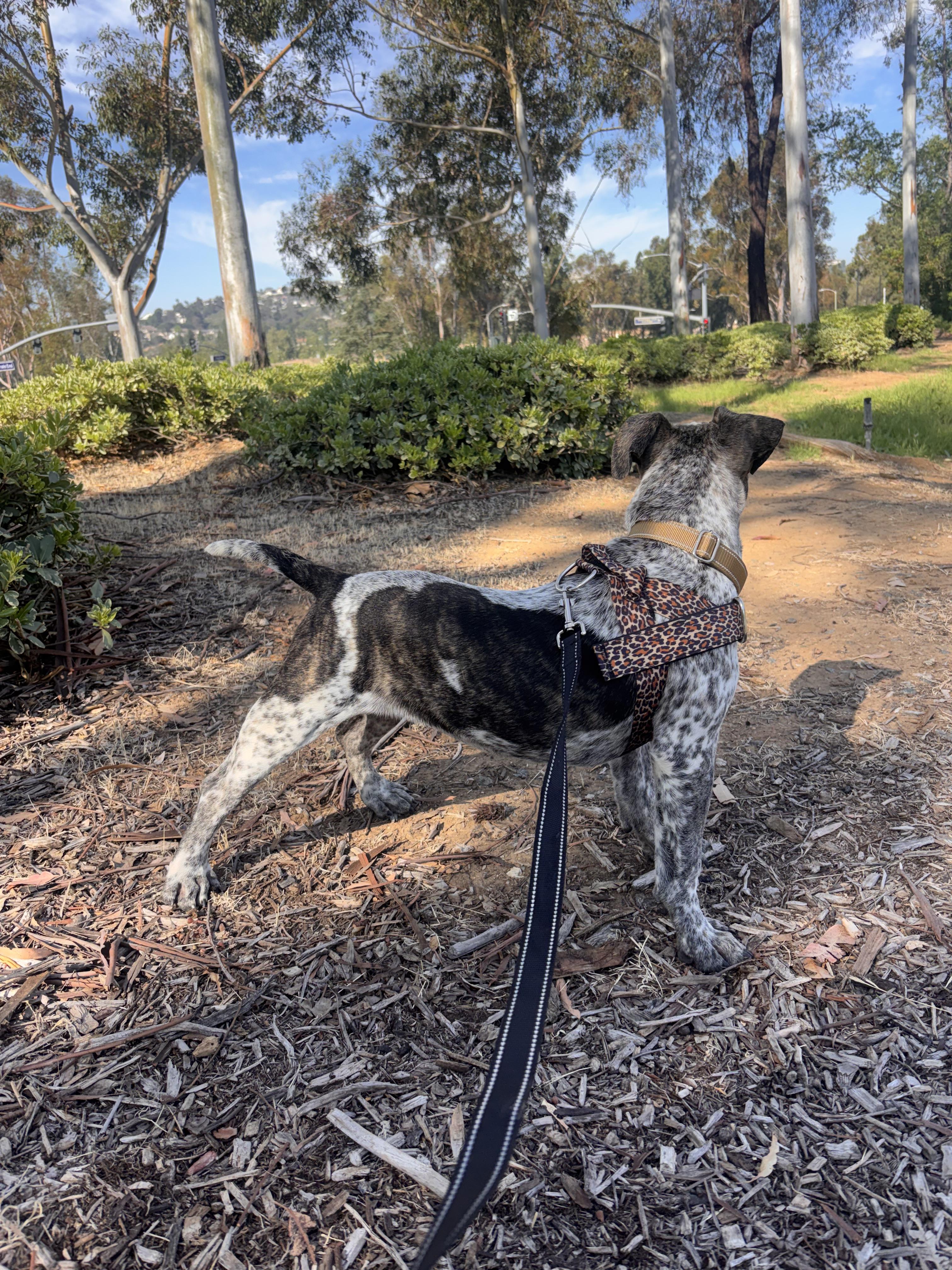 Enlarge Dyna, a ADOPTABLE mixed breed in Corona, CA image 3/5