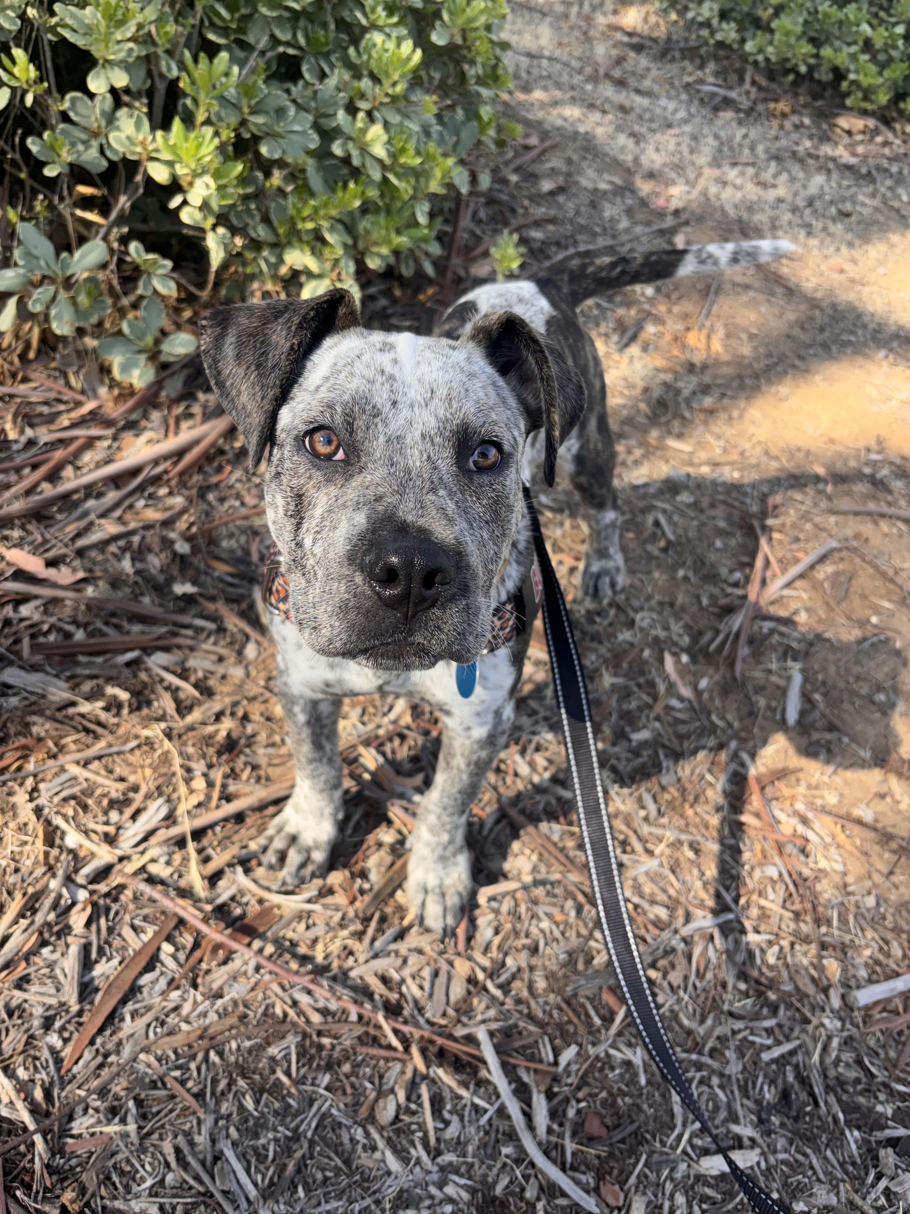 Enlarge Dyna, a ADOPTABLE mixed breed in Corona, CA image 4/5