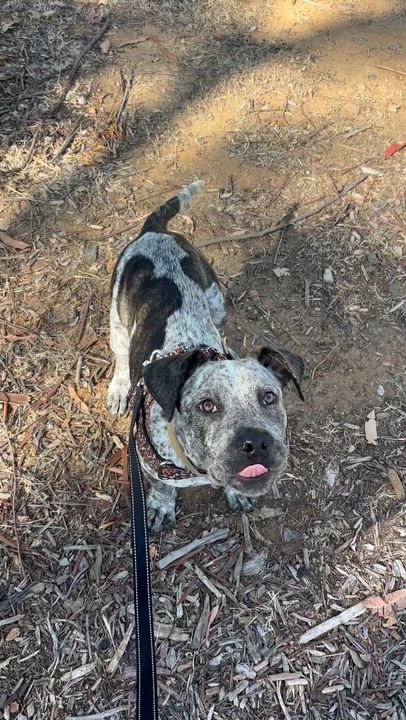 Enlarge Dyna, a ADOPTABLE mixed breed in Corona, CA video 5/5