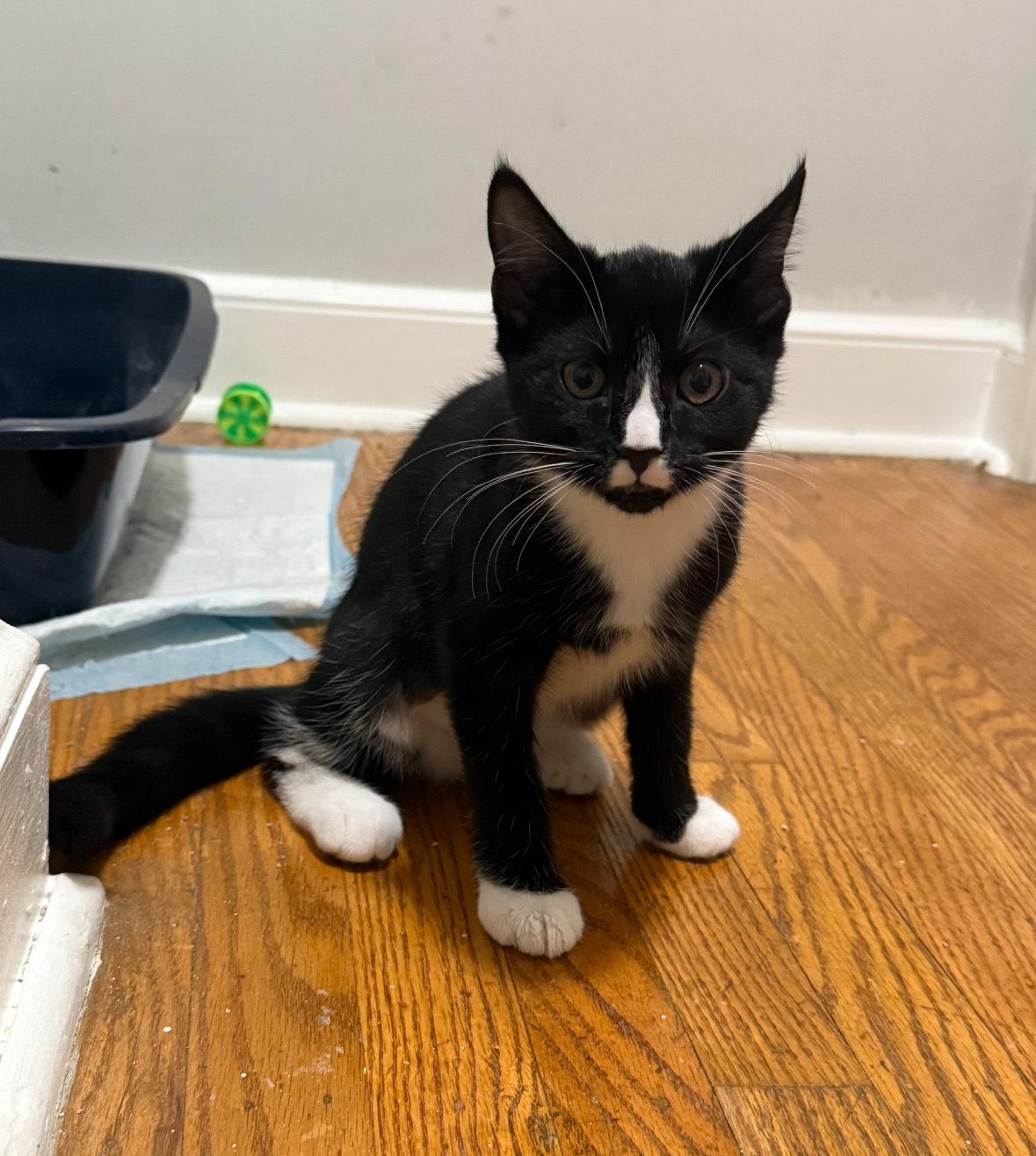 Mia, a Adoptable Domestic Short Hair in Lansdowne, PA image 1/2