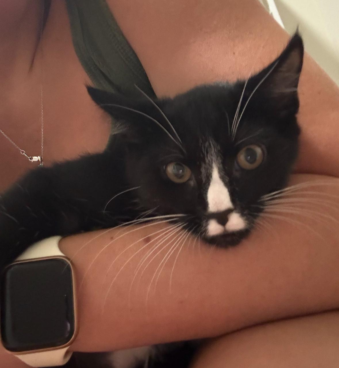 Mia, a Adoptable Domestic Short Hair in Lansdowne, PA image 2/2