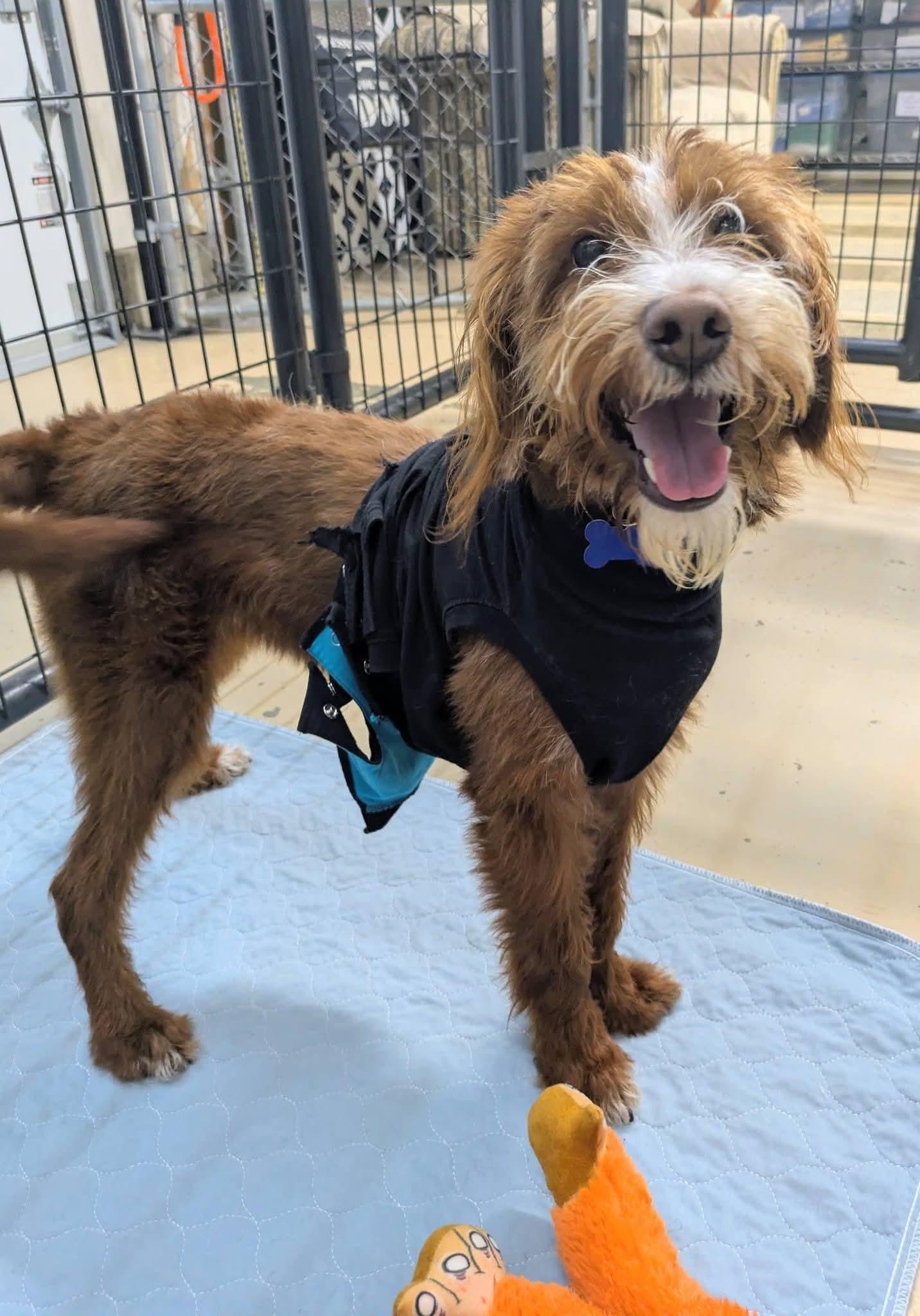 Teddy, a Adoptable Aussiedoodle in Cedar Rapids, IA image 3/6