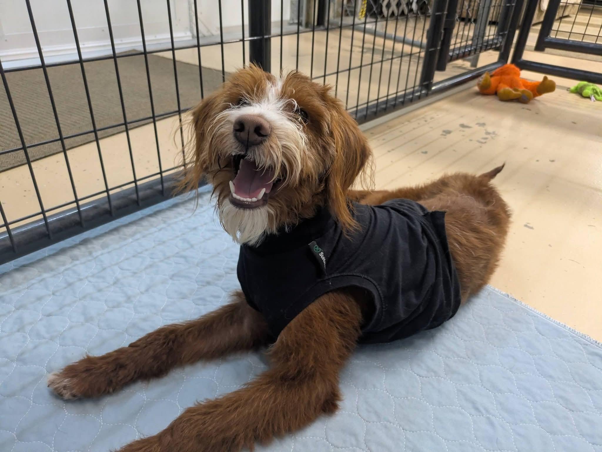 Teddy, a Adoptable Aussiedoodle in Cedar Rapids, IA image 4/6