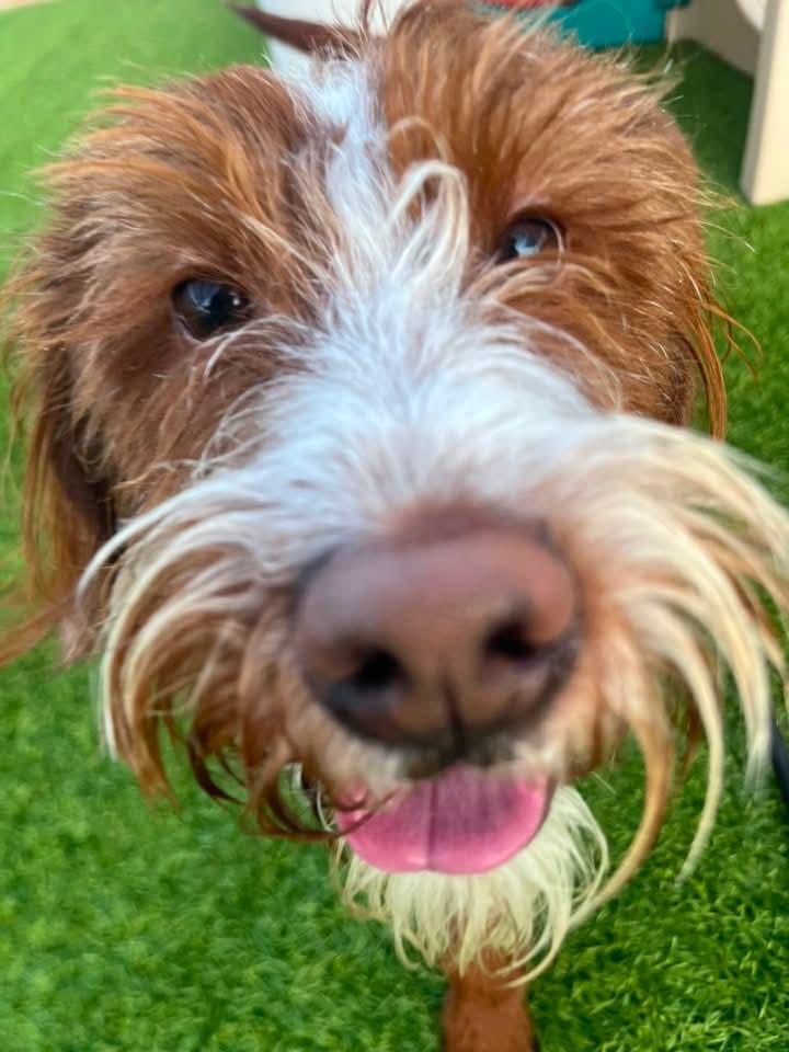 Teddy, a Adoptable Aussiedoodle in Cedar Rapids, IA image 2/6
