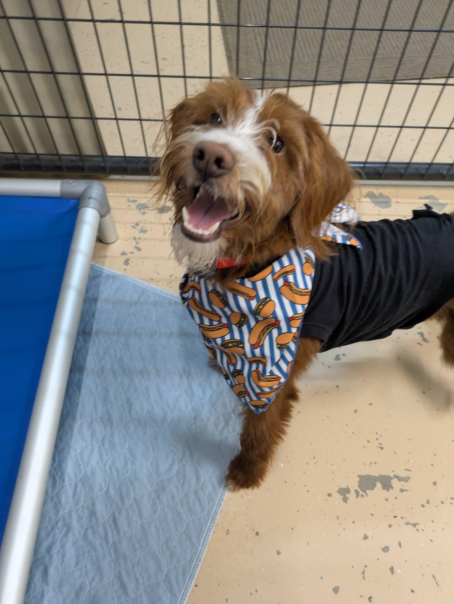 Teddy, a Adoptable Aussiedoodle in Cedar Rapids, IA image 5/6