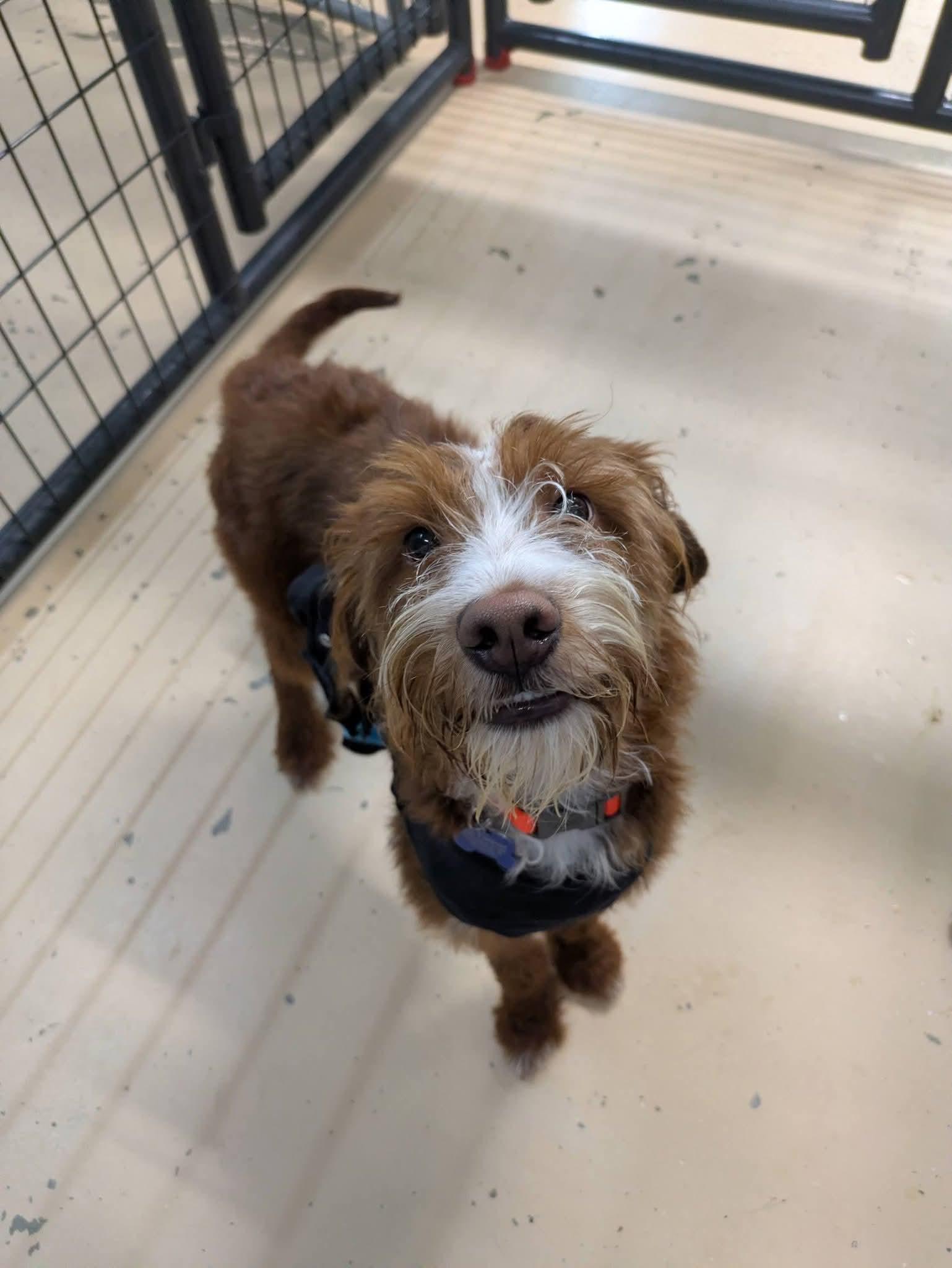 Teddy, a Adoptable Aussiedoodle in Cedar Rapids, IA image 1/6