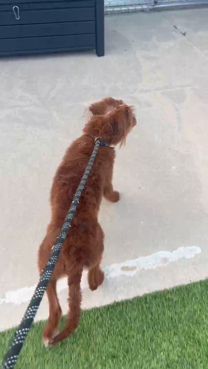 Enlarge Teddy, a Adoptable Aussiedoodle in Cedar Rapids, IA video 6/6