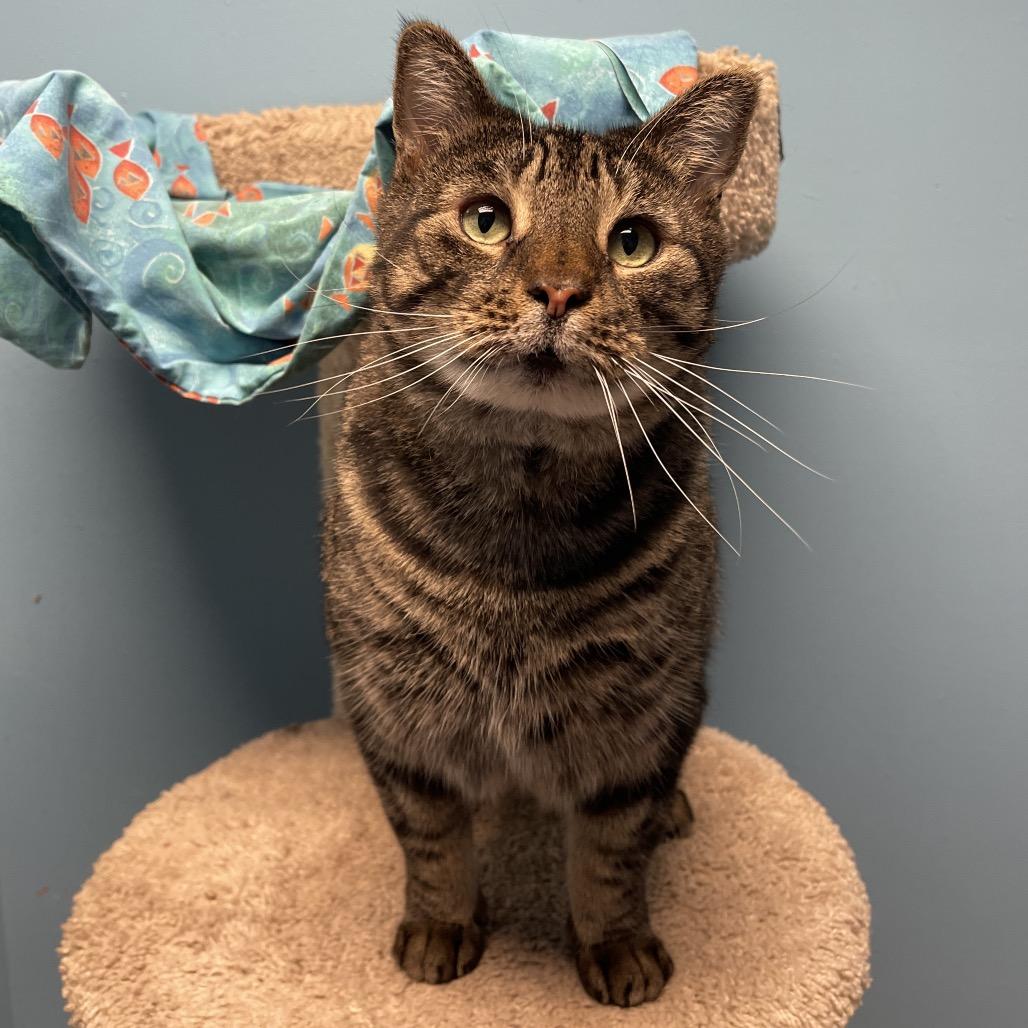 Ollie, Adoptable, Adult Male Domestic Short Hair.