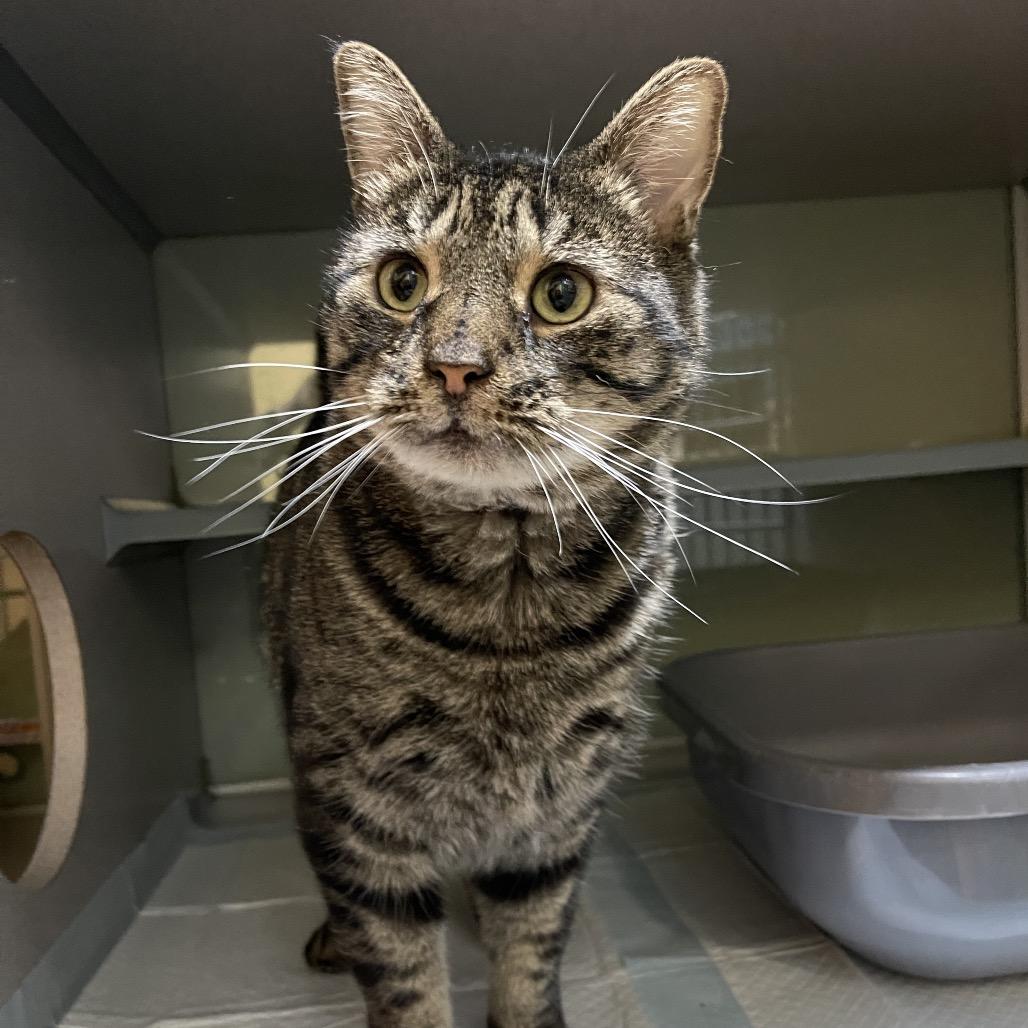 Enlarge Ollie, a Adoptable Domestic Short Hair in Walden, NY image 2/3