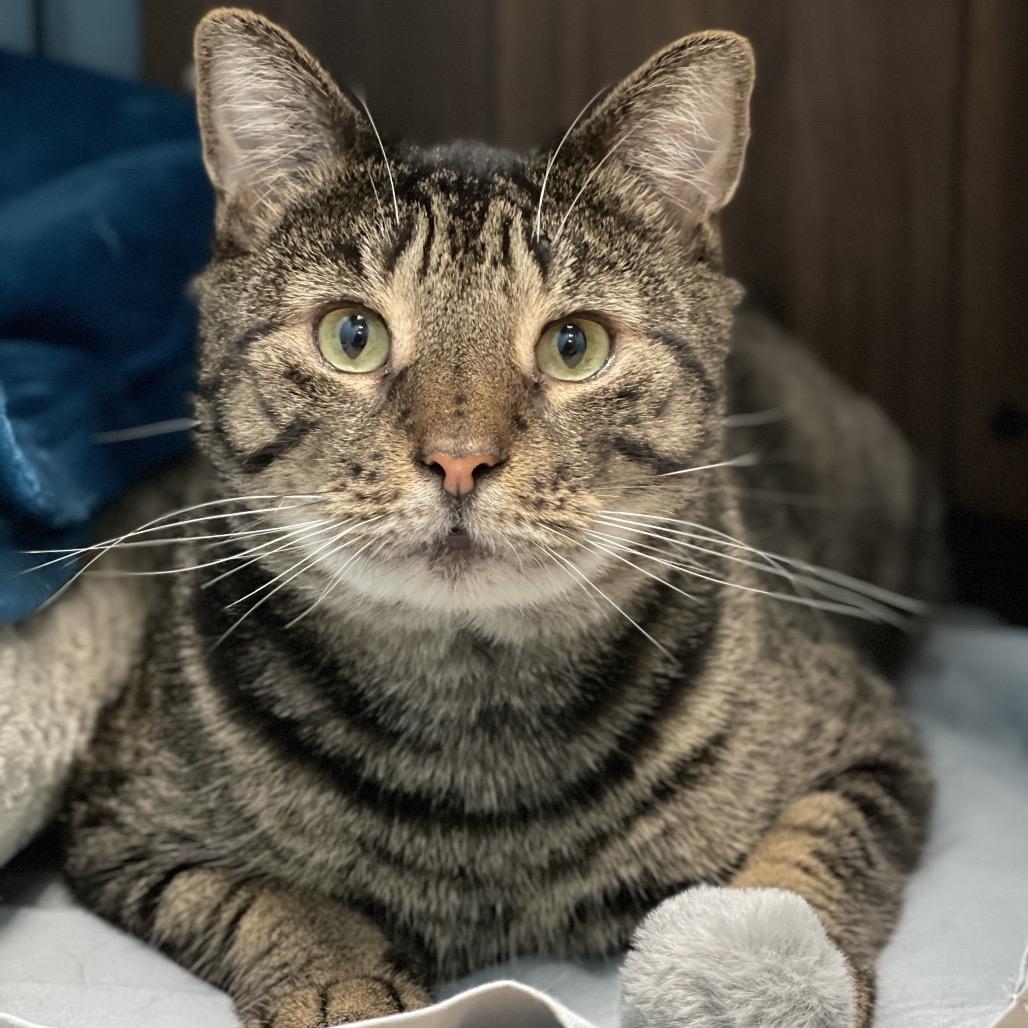Enlarge Ollie, a Adoptable Domestic Short Hair in Walden, NY image 3/3