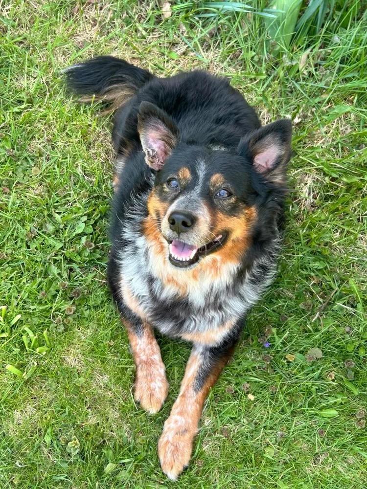 Izzy, ADOPTABLE, Adult Female Mixed Breed.