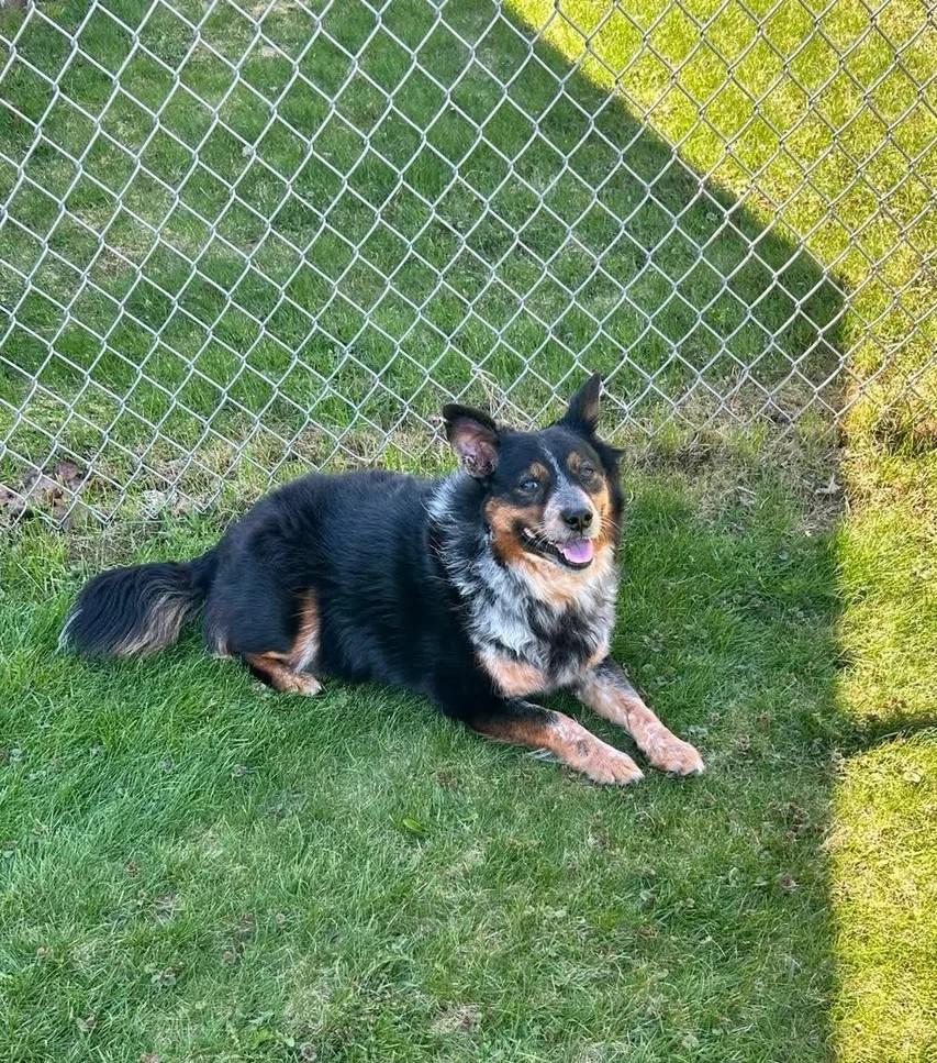 Izzy, a ADOPTABLE Mixed Breed in De Pere, WI image 3/3